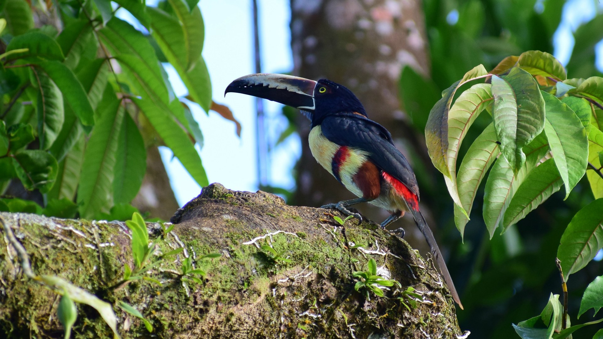 Collared Aracari, Tortuguero National Park