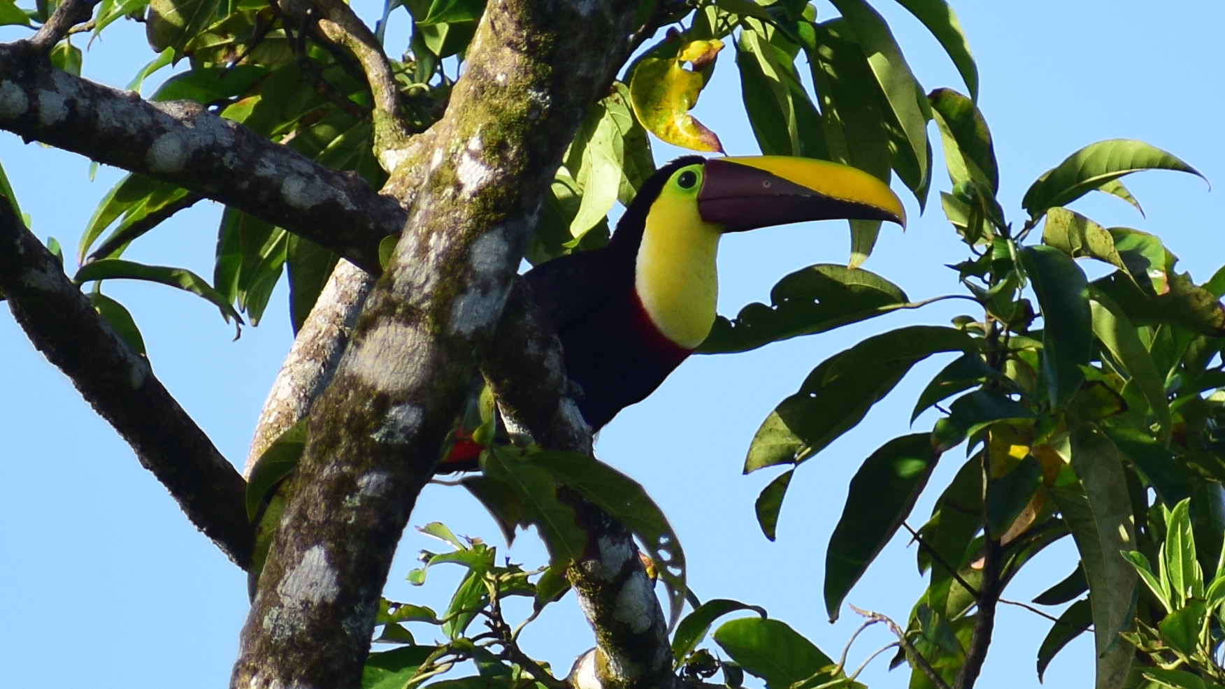 Chestnut-Mandibled Toucan, Tortuguero National Park