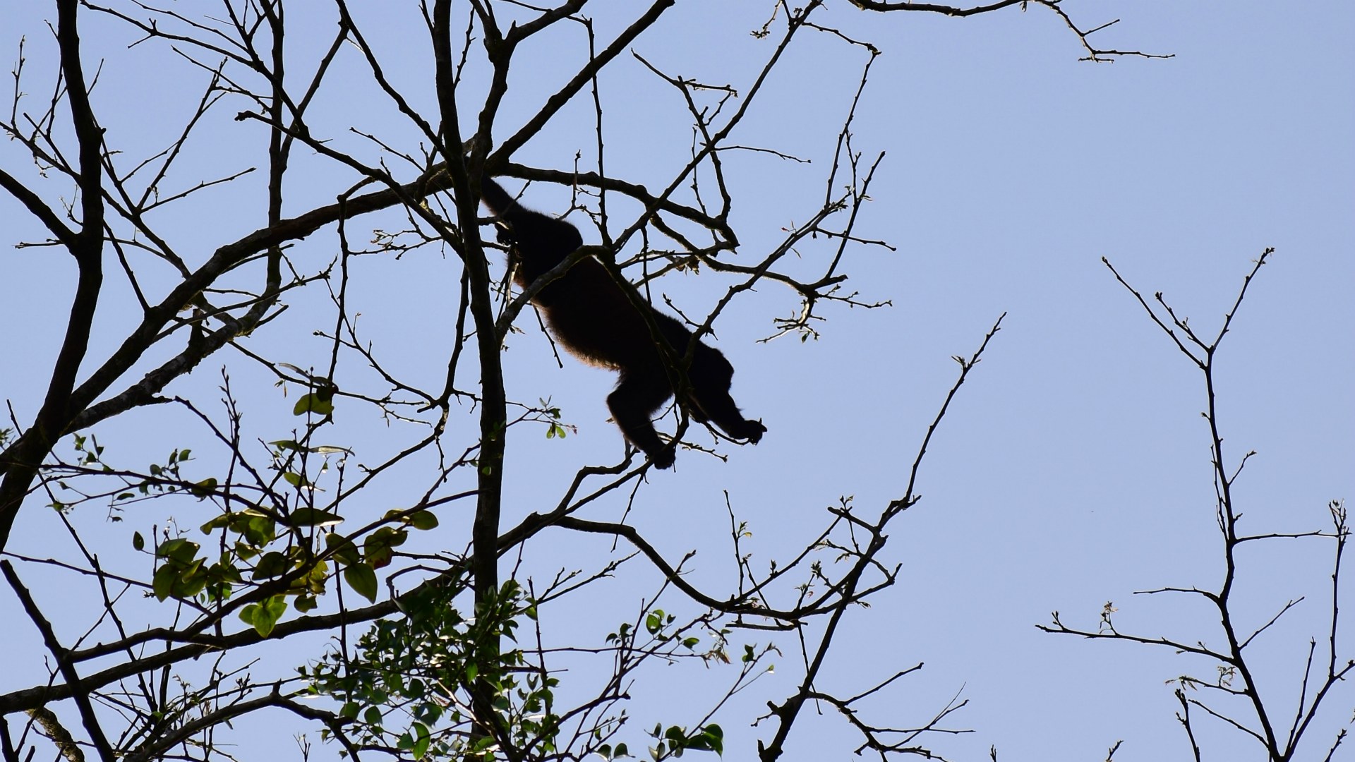 Howler Monkey, Tortuguero National Park