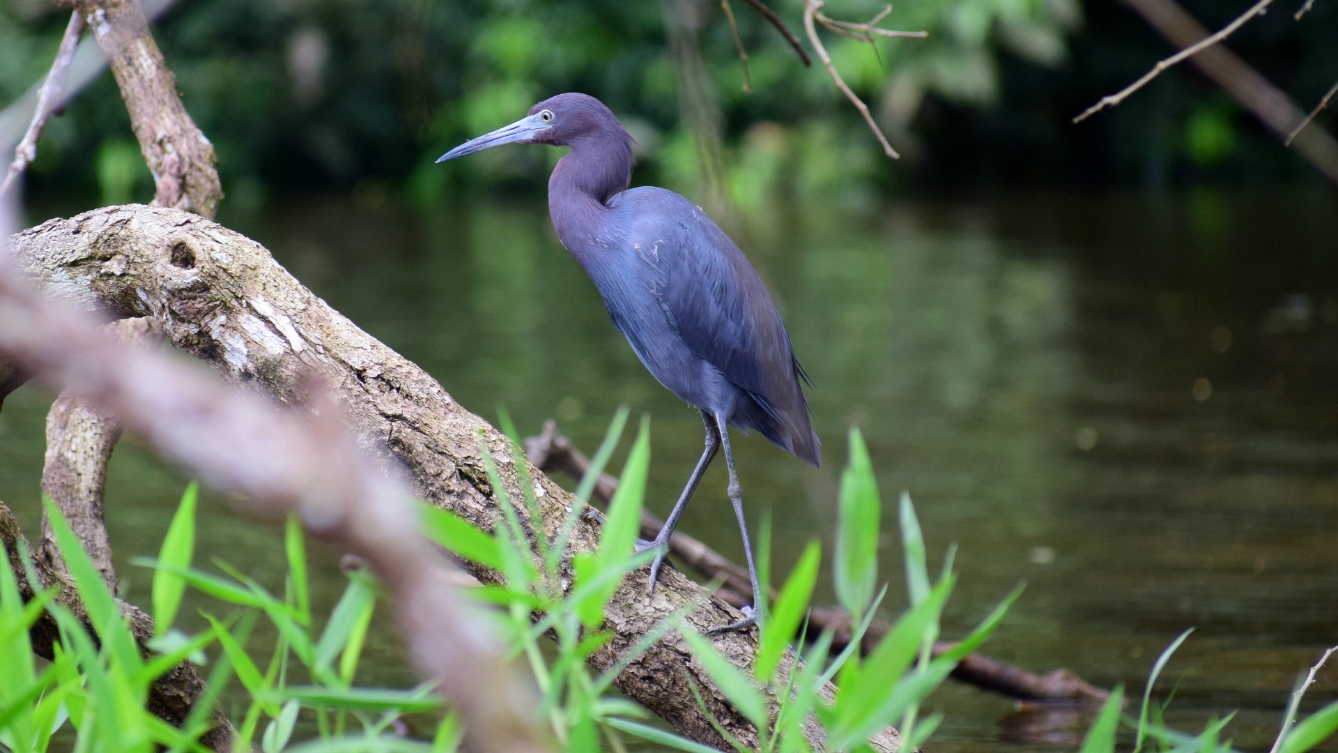 Little Blue Heron, Tortuguero National Park