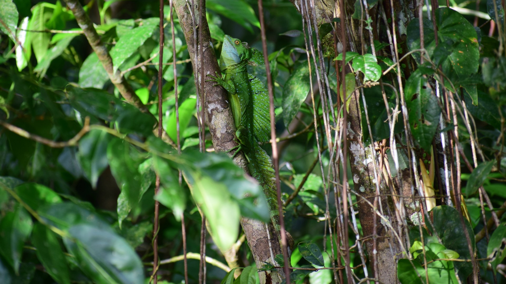Green Basilisk, Tortuguero National Park