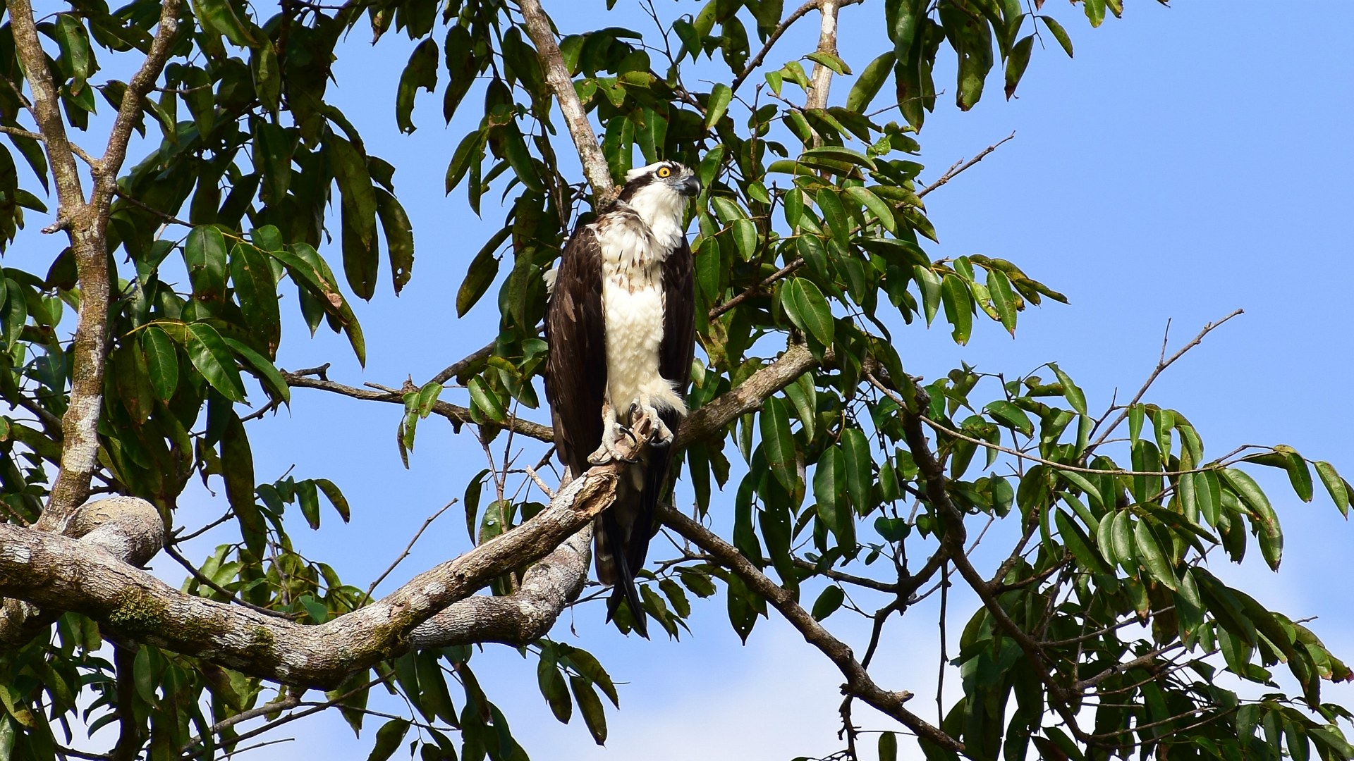 Osprey, Tortuguero National Park