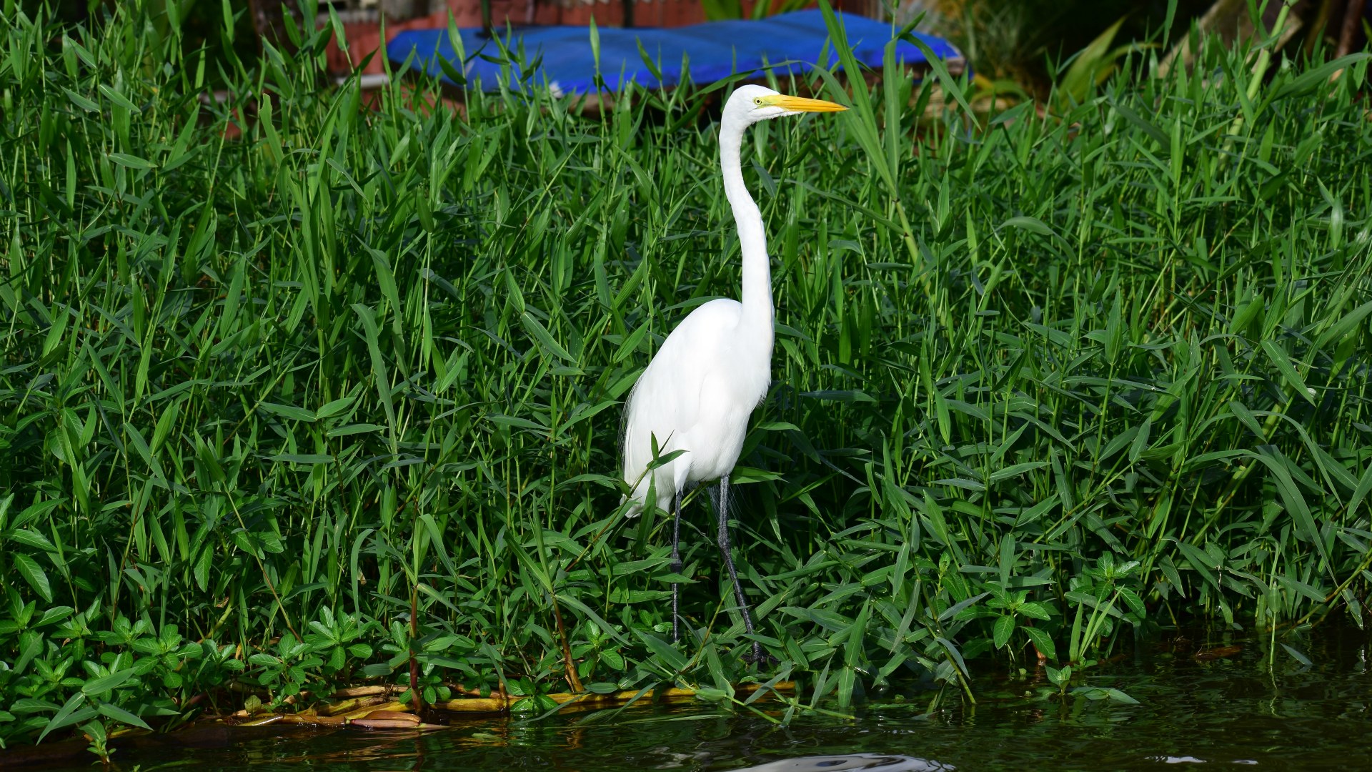Great Egret, Tortuguero National Park