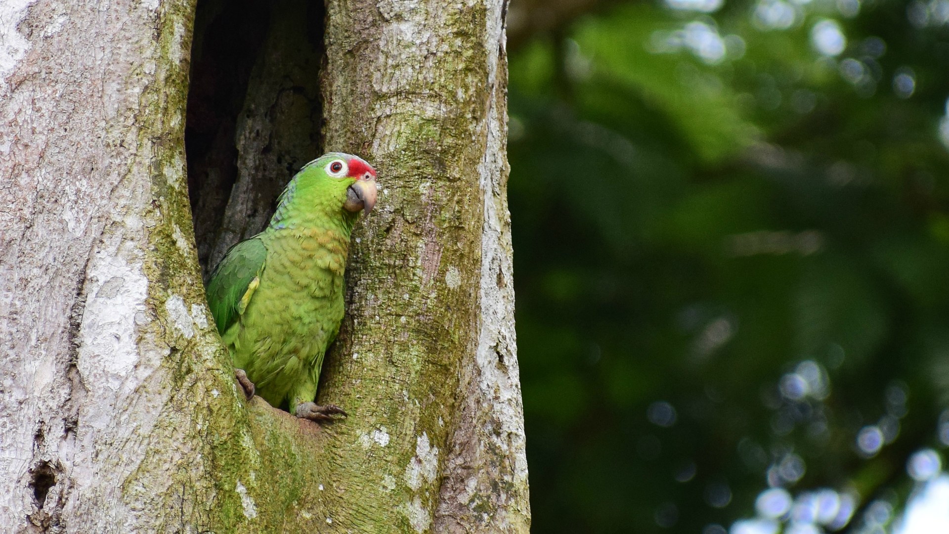 Red-Lored Parrot, Tortuguero National Park