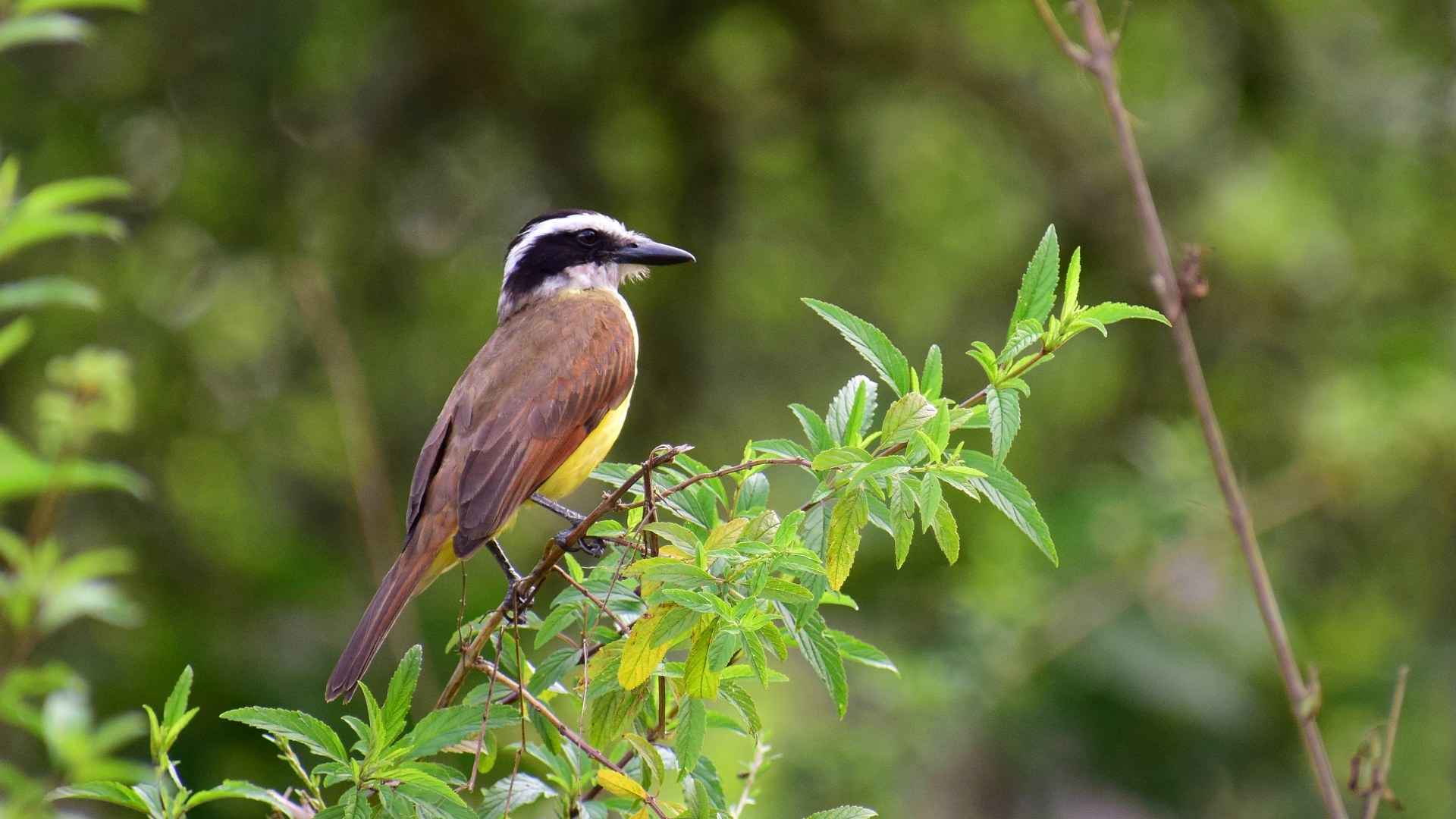 Social Flycatcher, Tortuguero National Park
