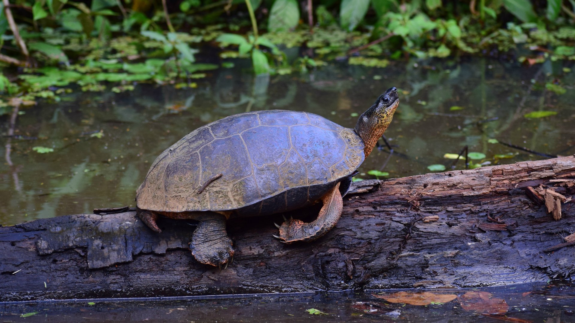 Black River Turtle, Tortuguero National Park