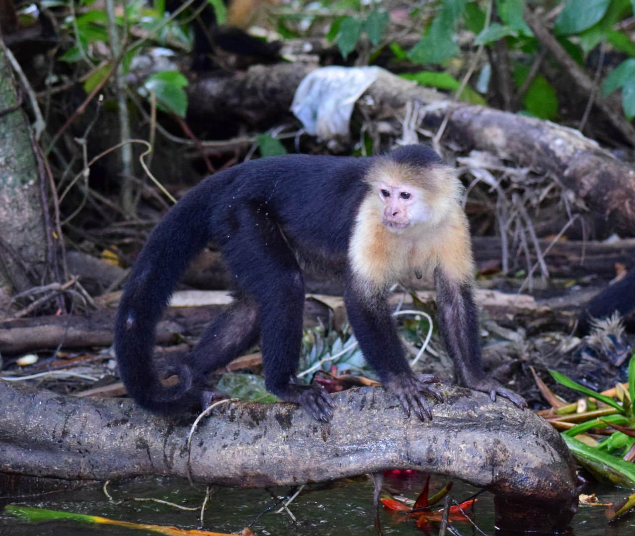 Capuchin Monkey, Tortuguero National Park
