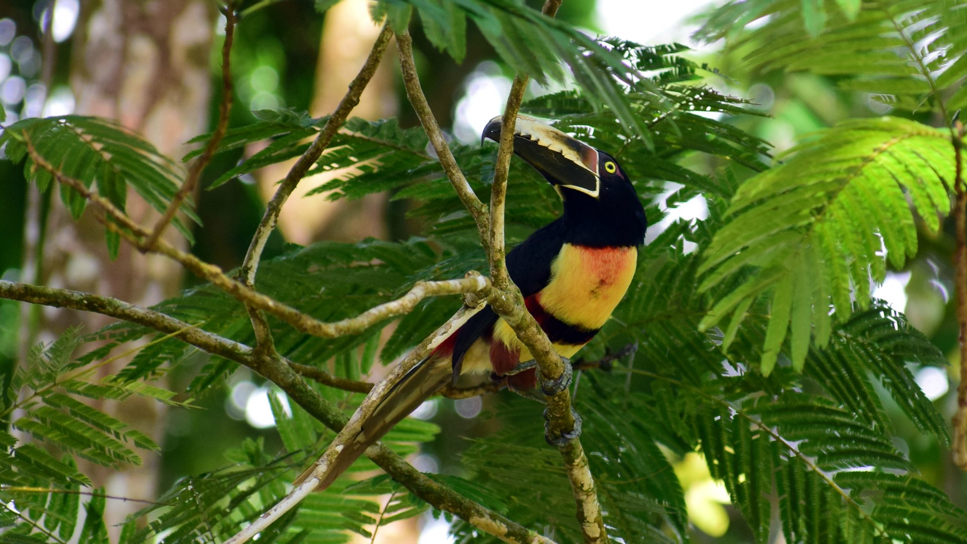 Collared Aracari, Tortuguero National Park