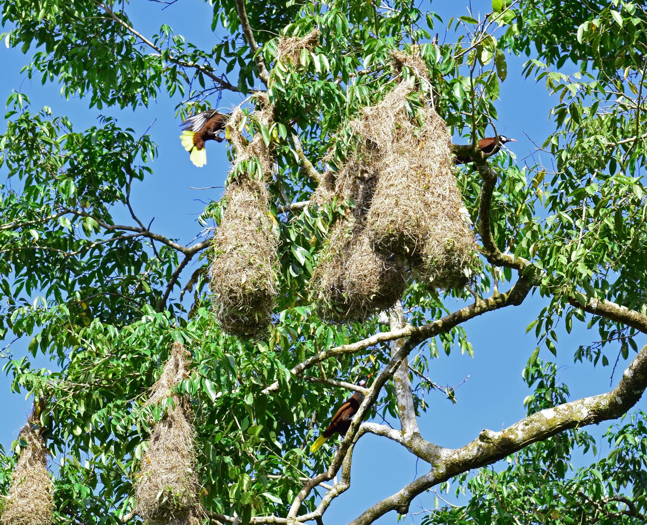 Oropendolas and nests, Tortuguero National Park