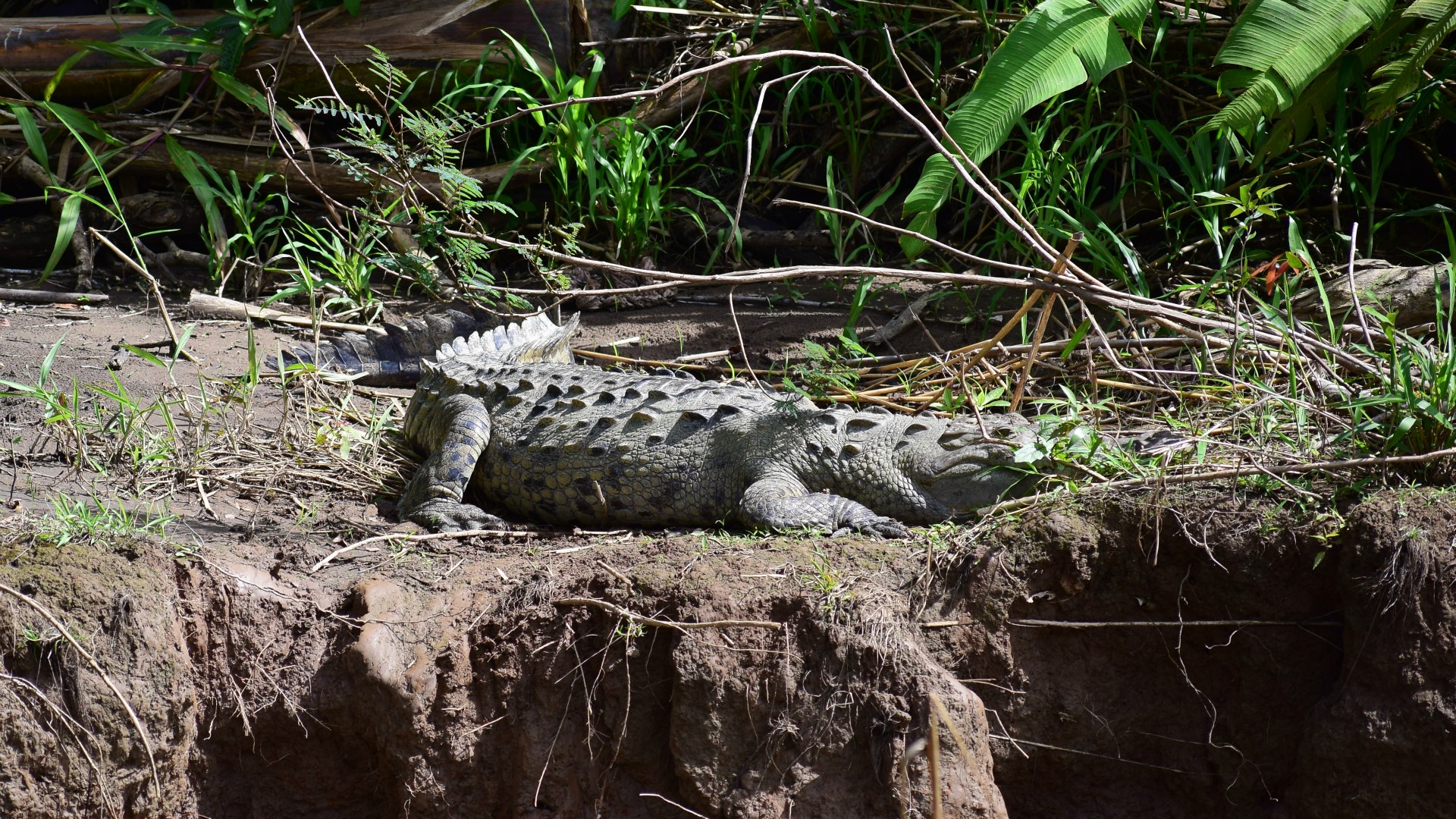 Crocodile, Rio Suerte