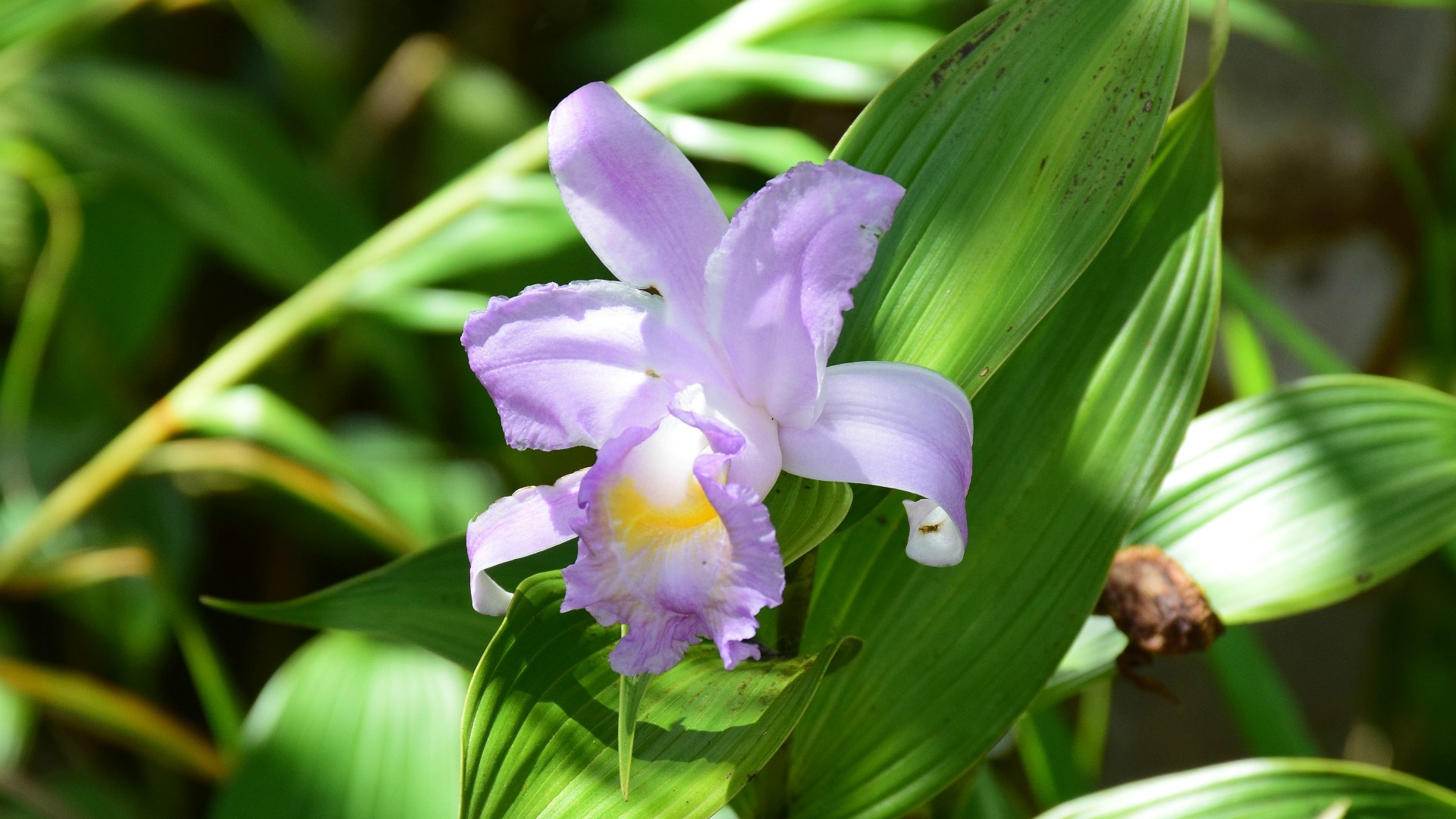 Orchid, Arenal Volcano National Park