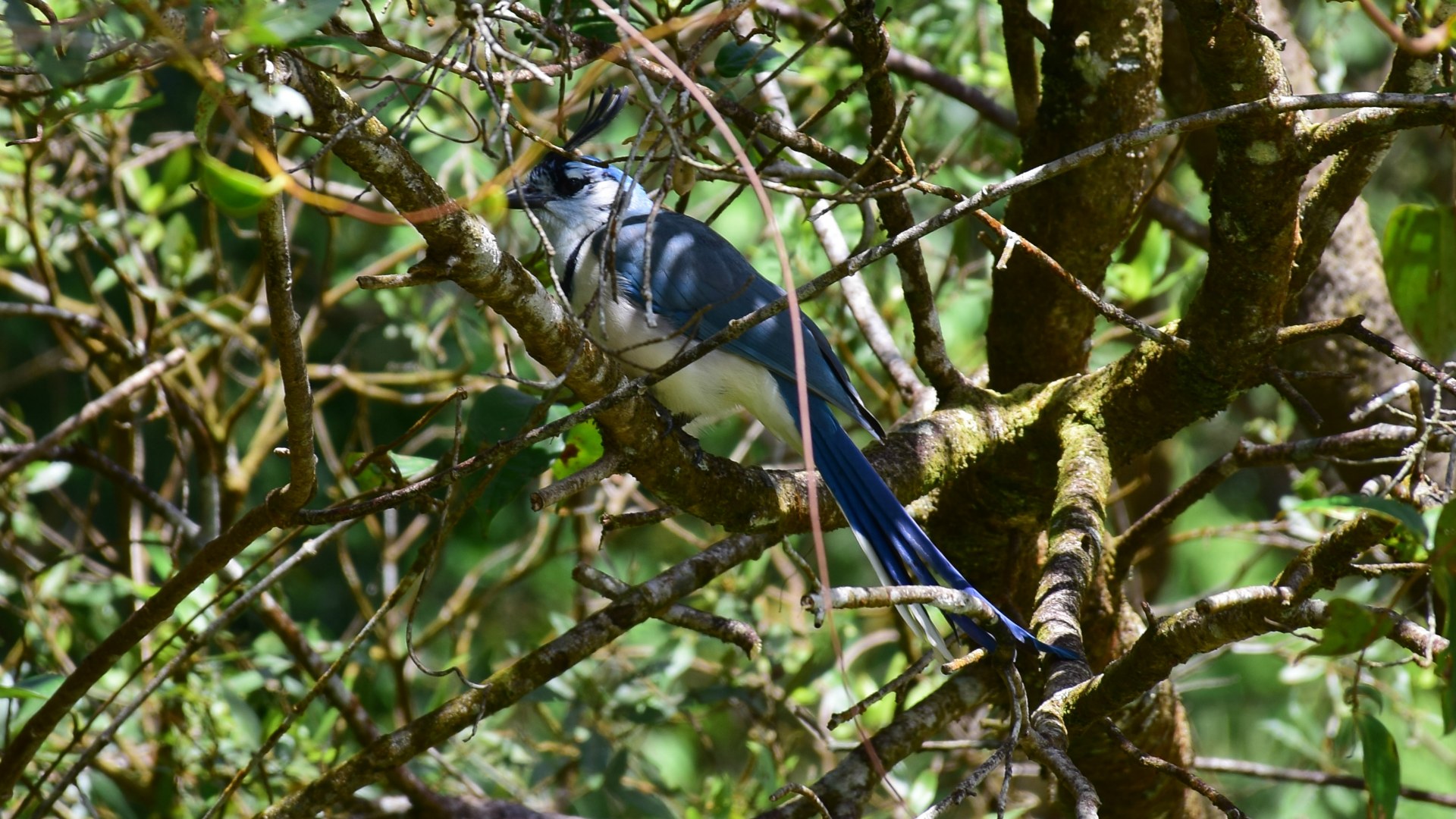 White-Throated Magpie-Jay, Arenal Volcano National Park