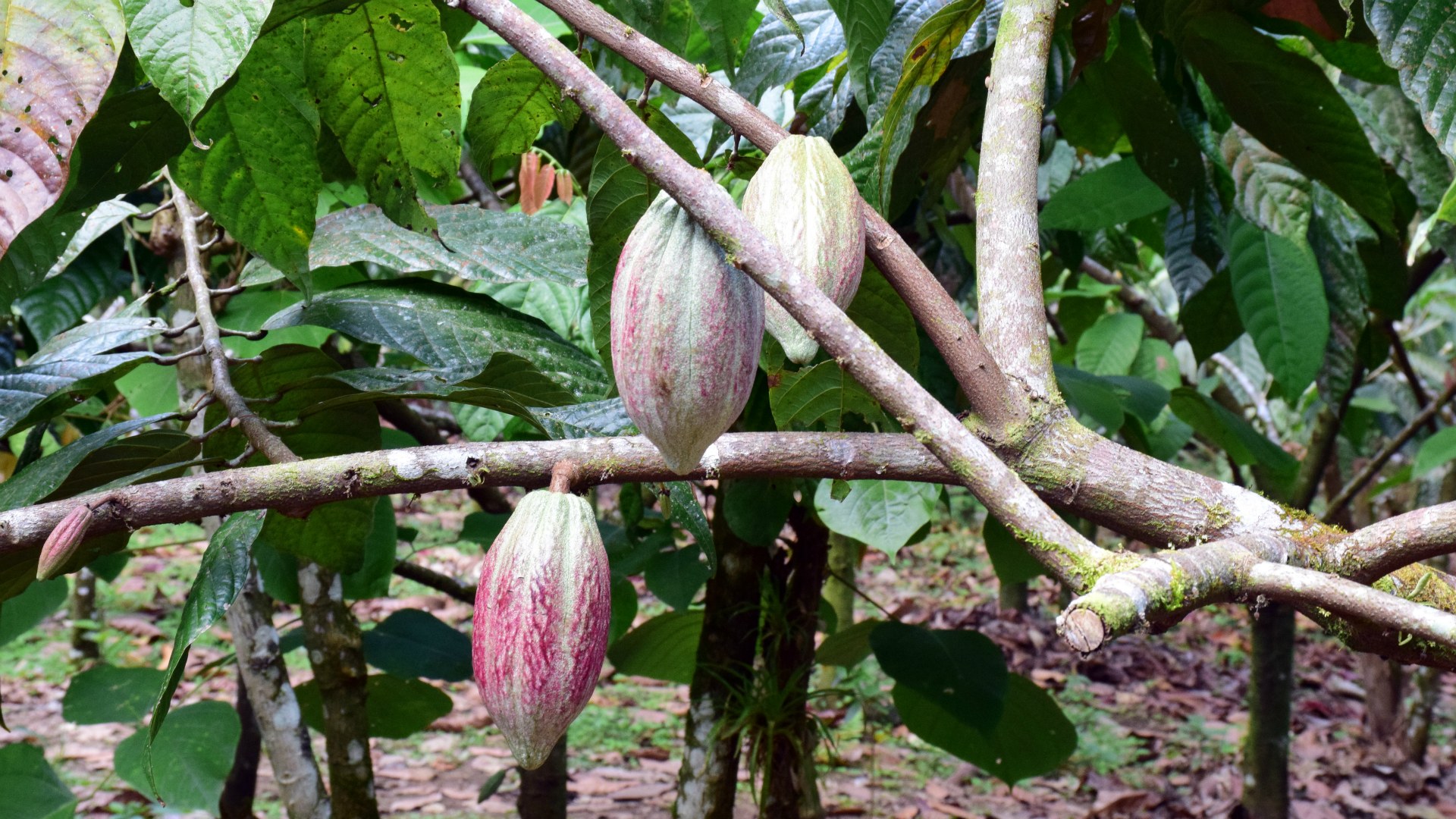 Cacao Fruit, La Fortuna