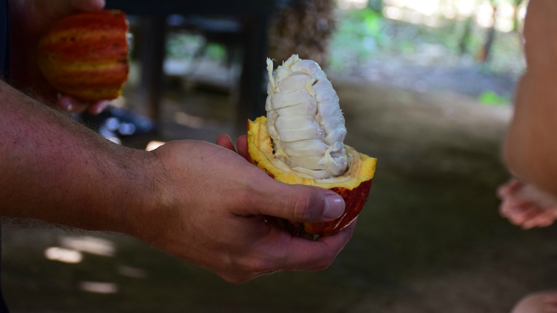 Inside a Cacao Fruit, La Fortuna