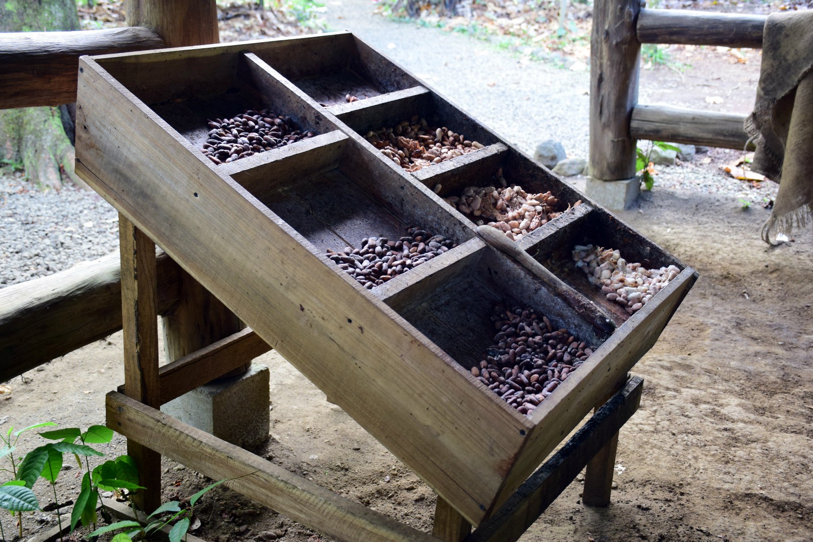Fermenting Cacao Beans, La Fortuna