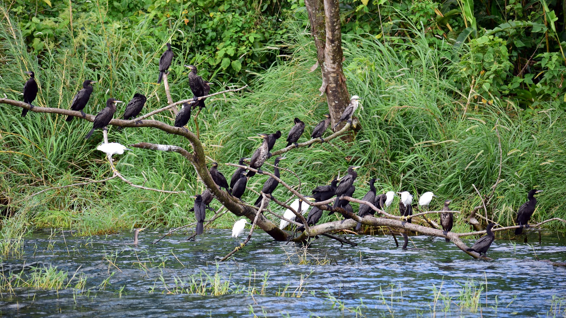 Cormorants and Cattle Egrets, Lake Arenal