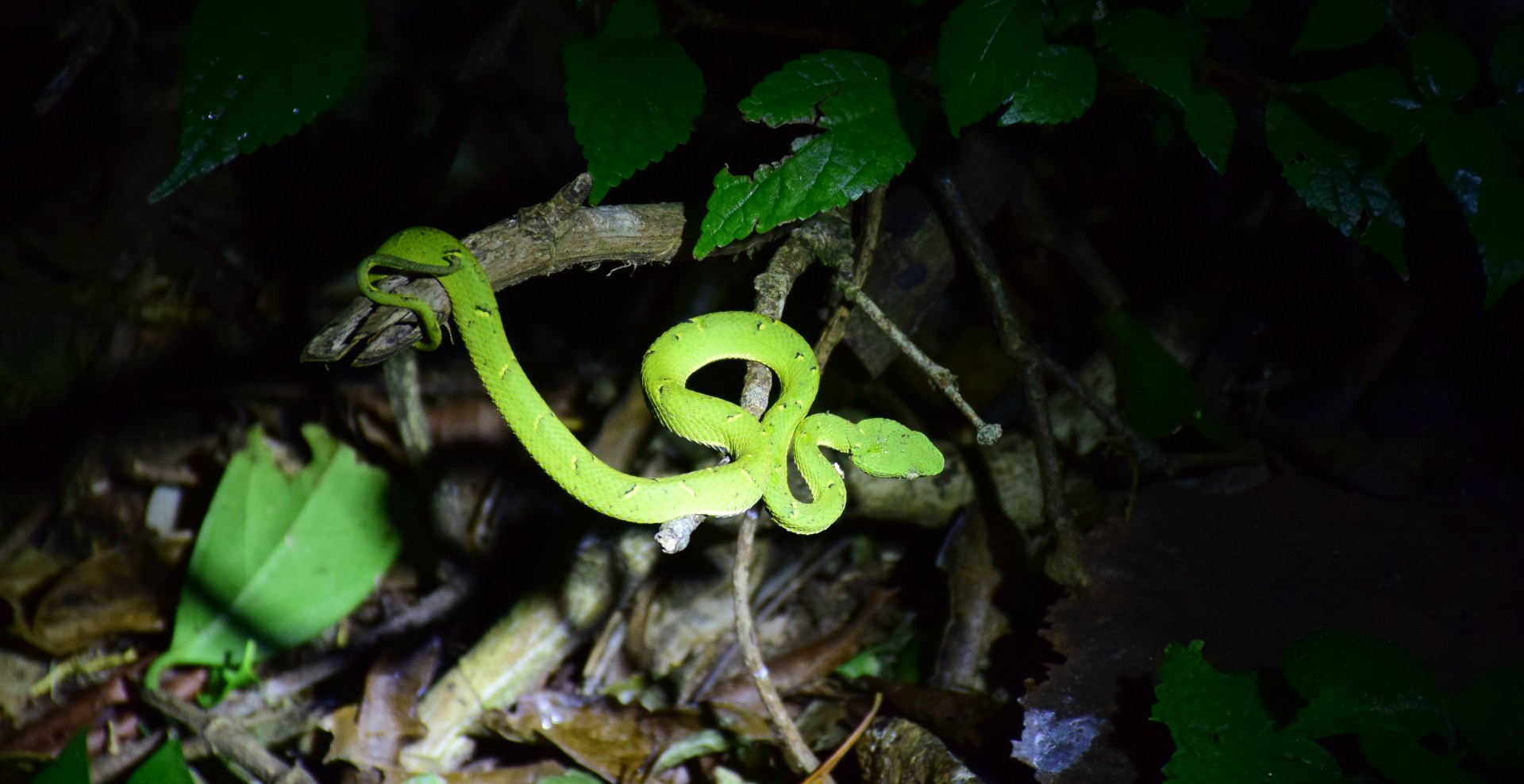 Green Palm Pit Viper, Monteverde Cloud Forest