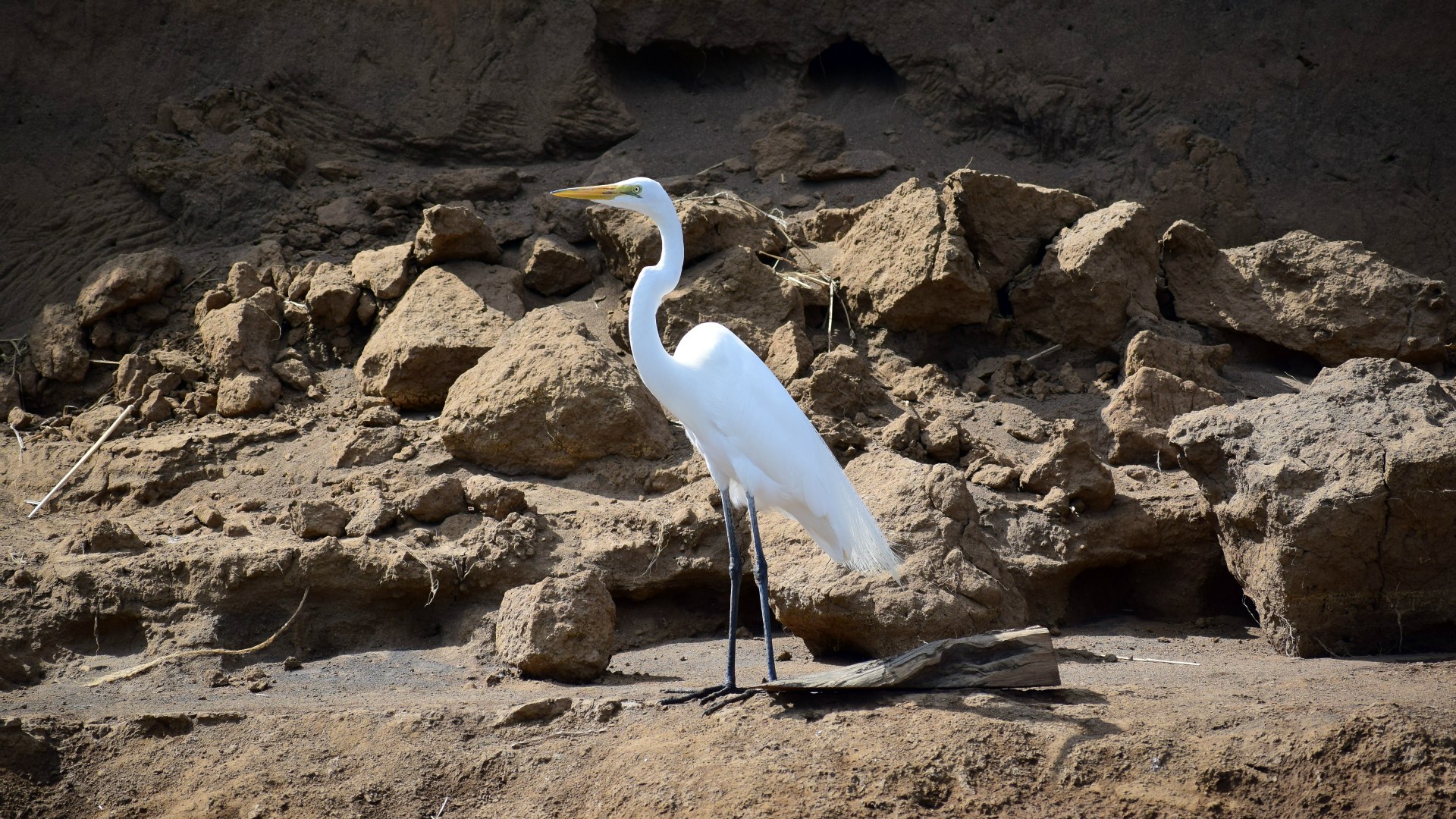 Great Egret, Rio Tarcoles