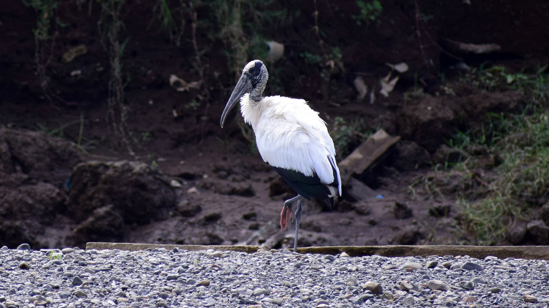 Wood Stork, Rio Tarcoles