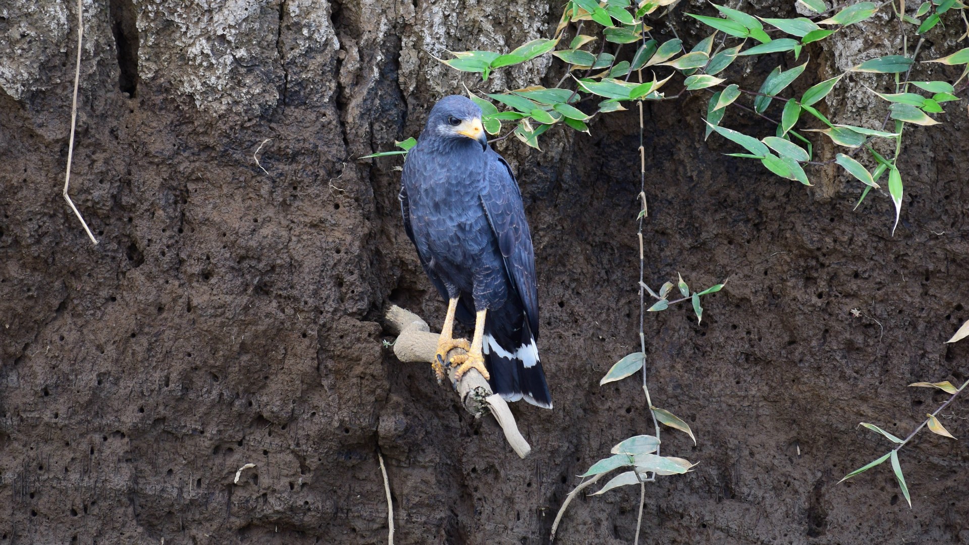 Common Black Hawk, Rio Tarcoles