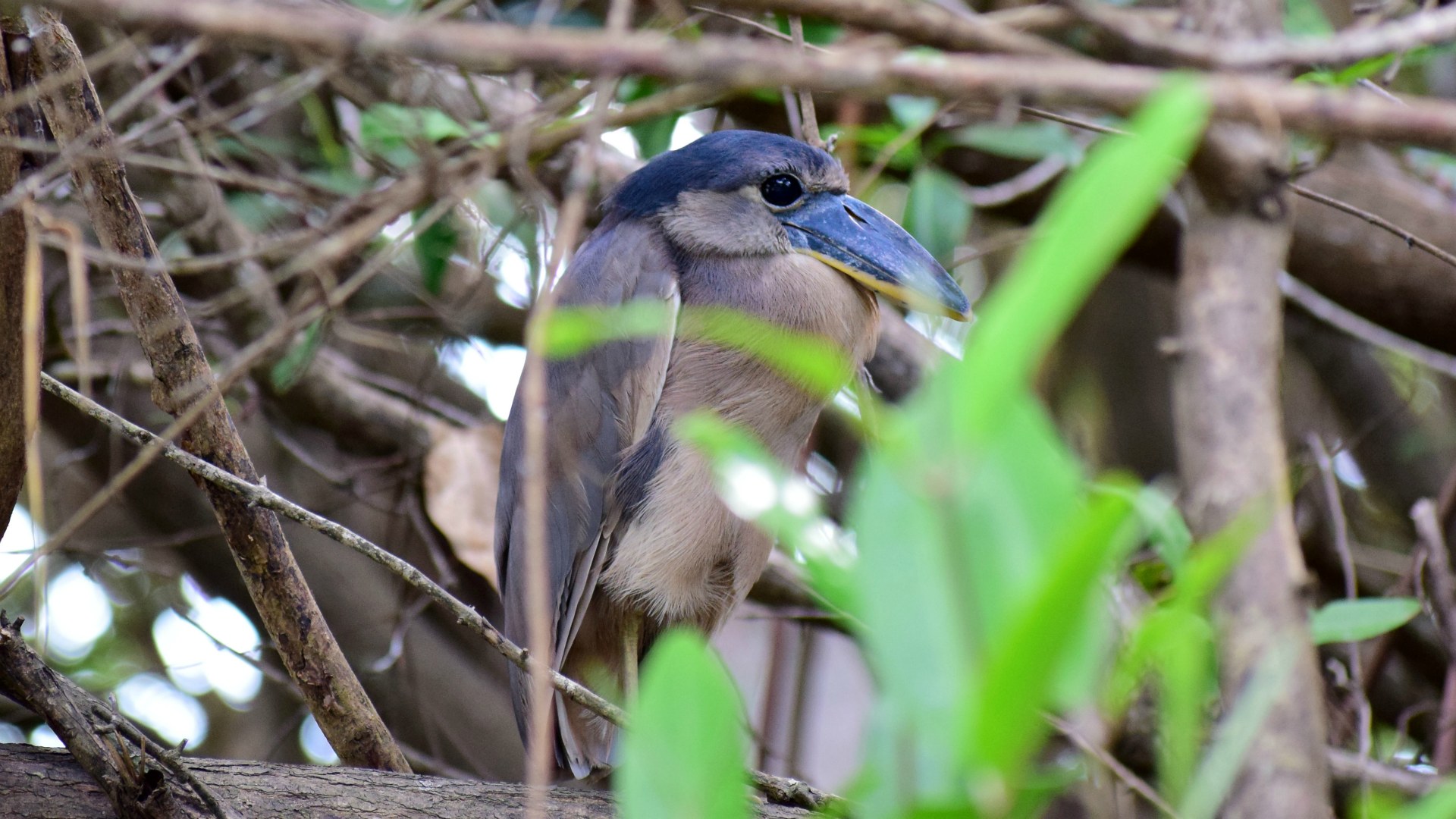 Boat-Billed Heron, Rio Tarcoles