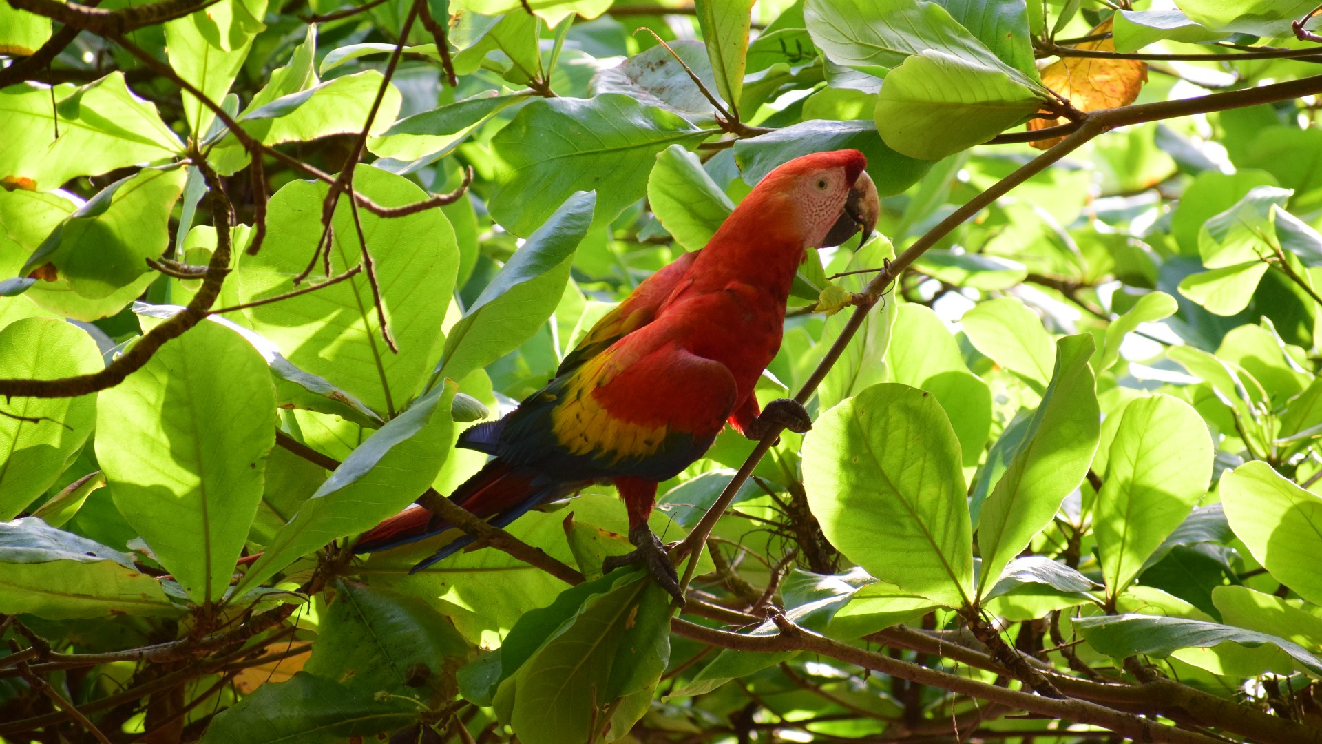 Scarlet Macaw, Jaco