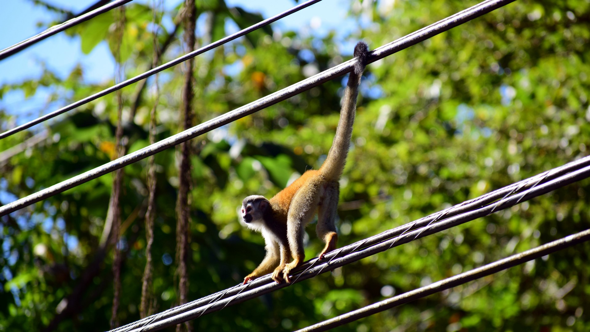 Squirrel Monkey, Manuel Antonio