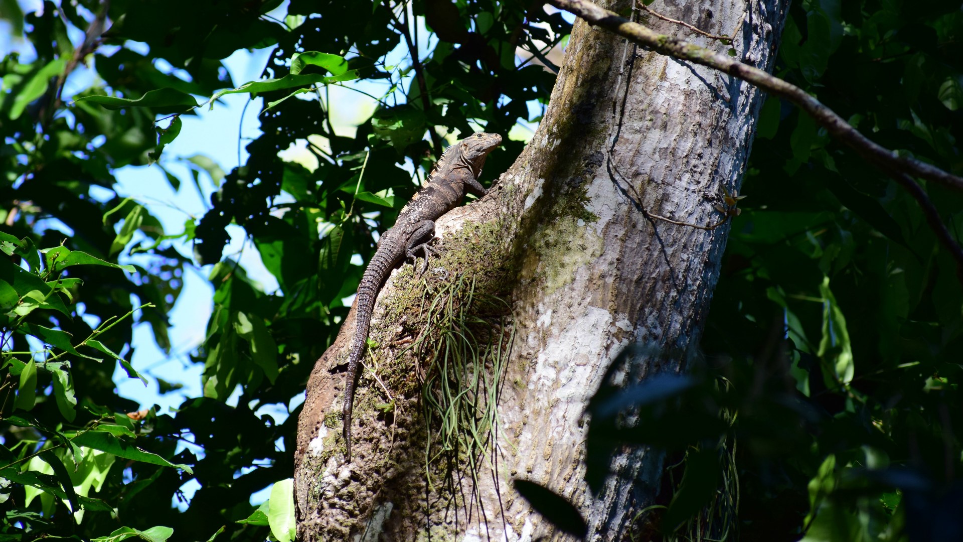 Iguana, Manuel Antonio National Park