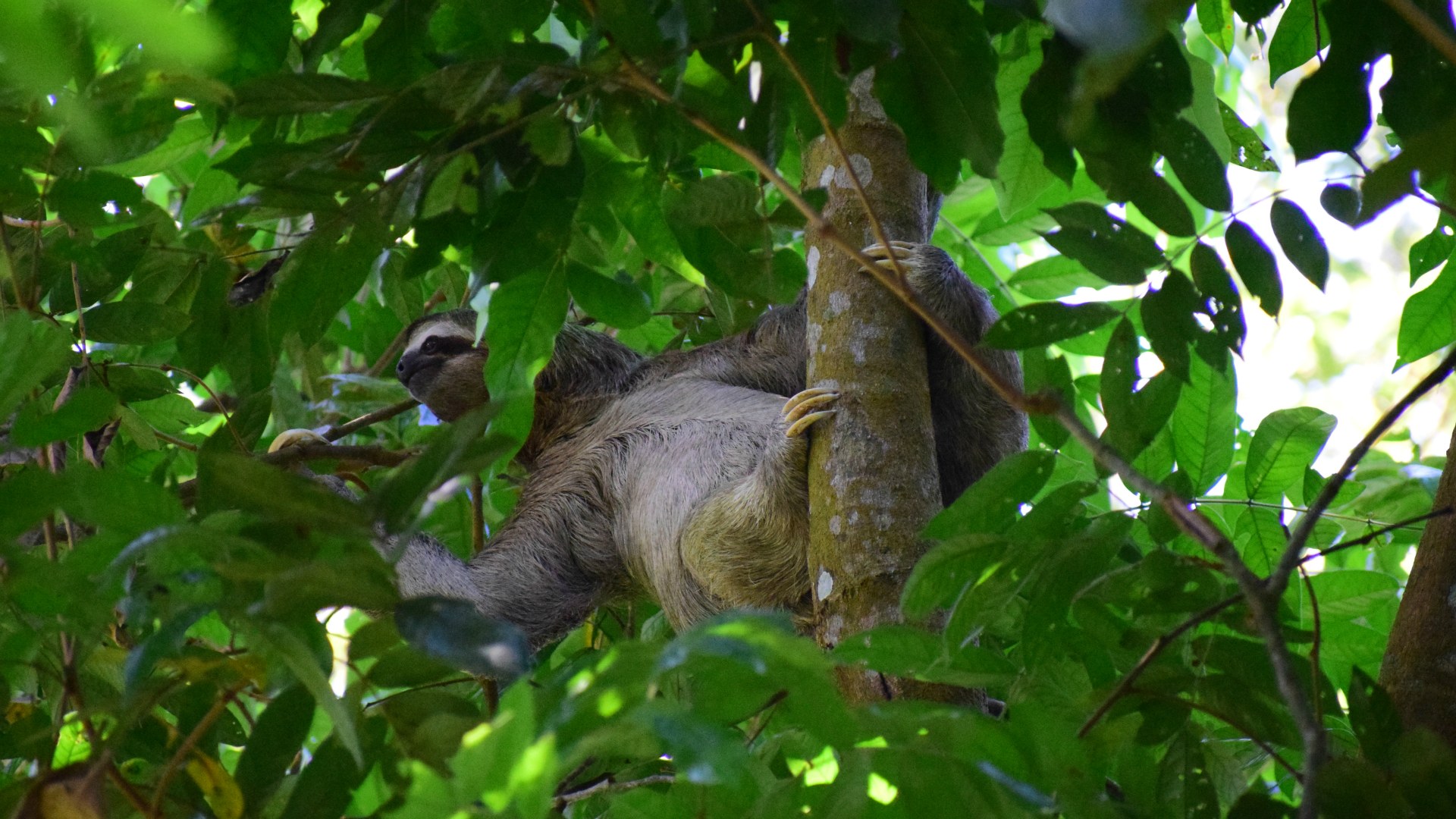 Three-Toed Sloth, Manuel Antonio National Park
