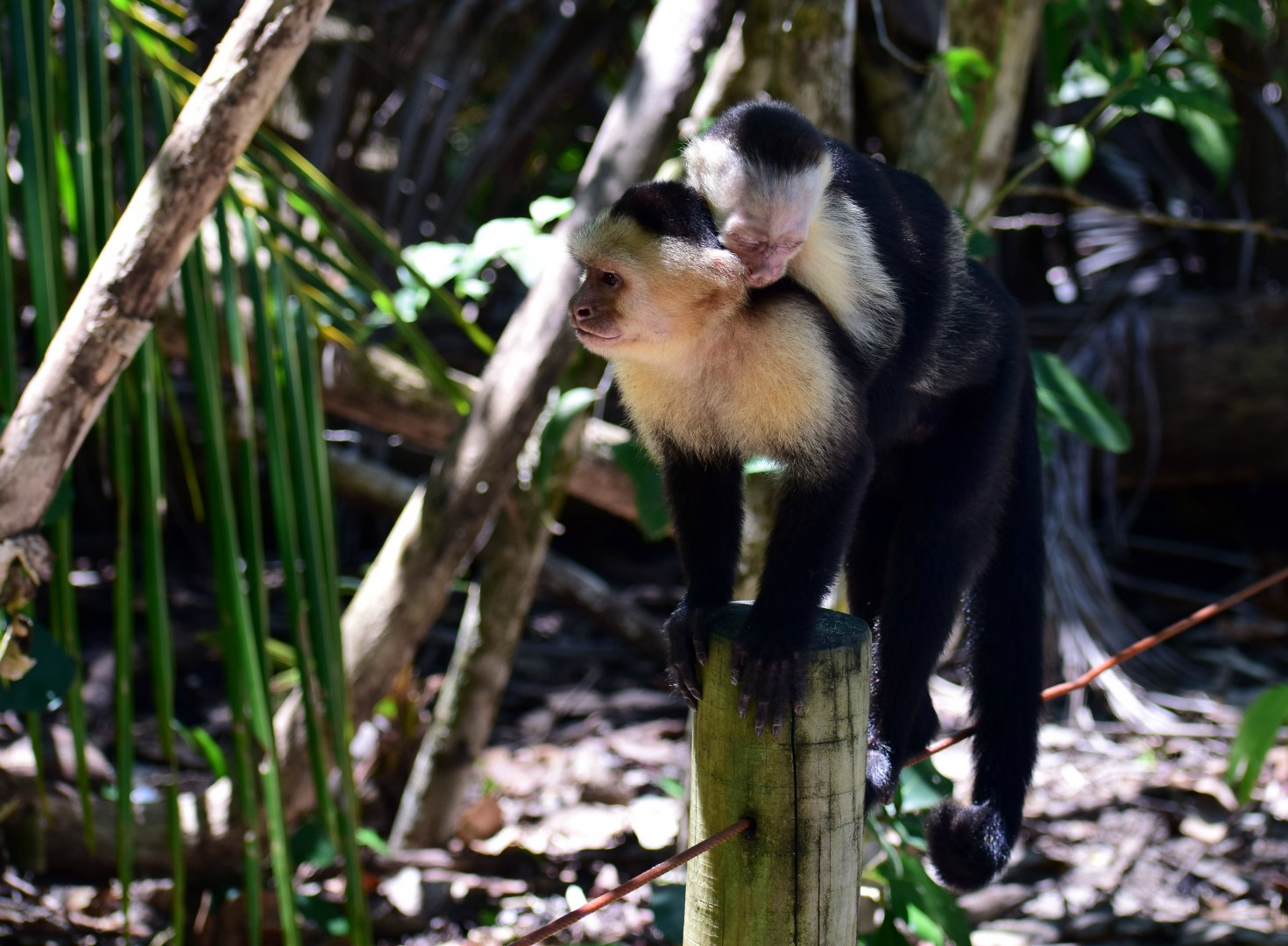 Capuchin Monkeys, Manuel Antonio National Park
