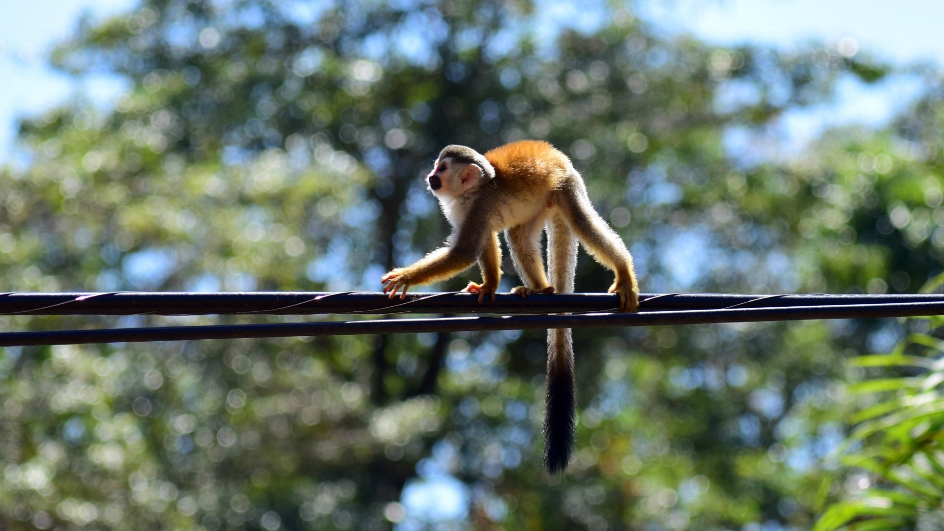 Squirrel Monkey, Manuel Antonio