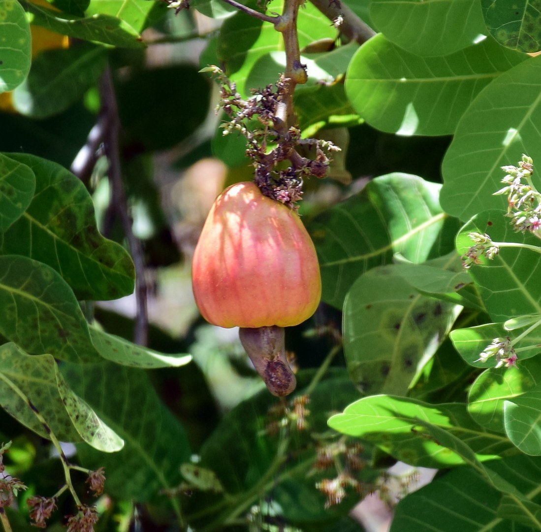 Cashew Fruit and Nut, Palmar Sur