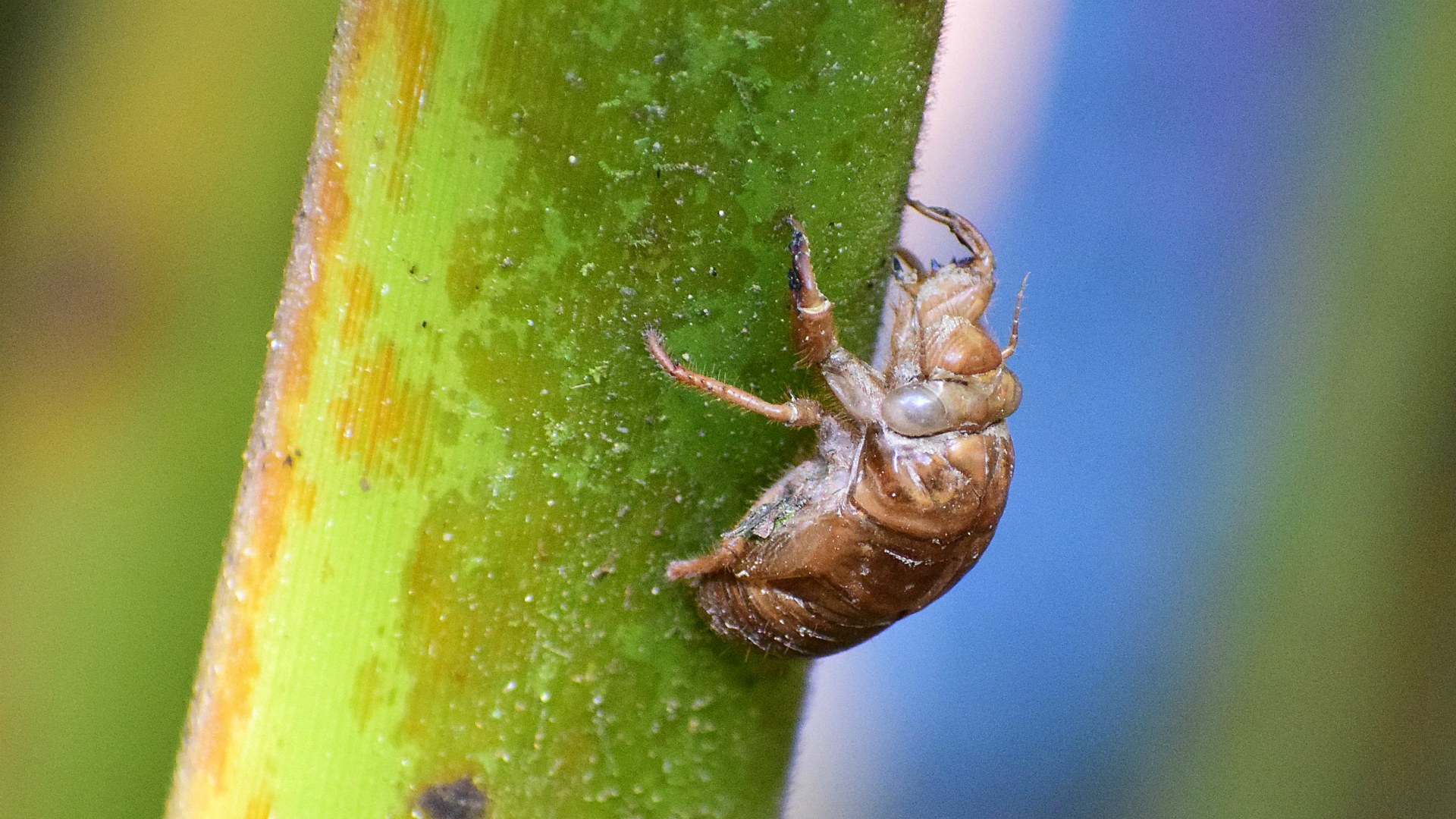Cicada, Esquinas Rainforest Lodge