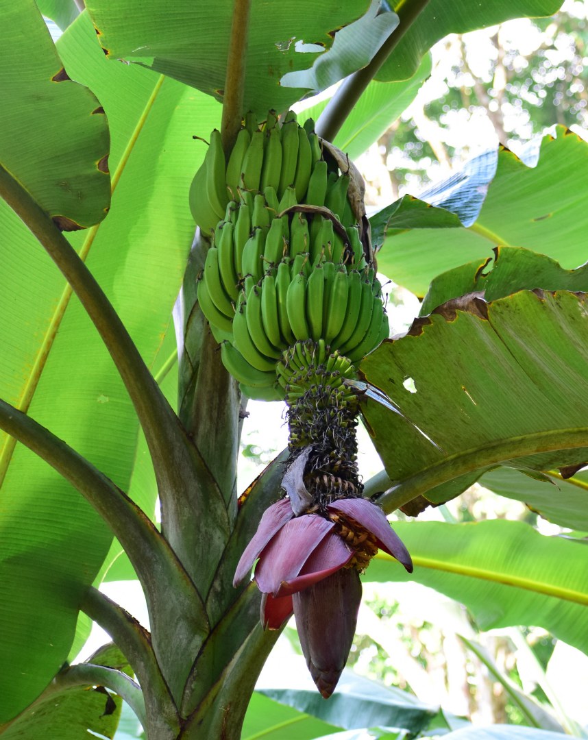 Banana Flower and Fruit, Esquinas Rainforest Lodge