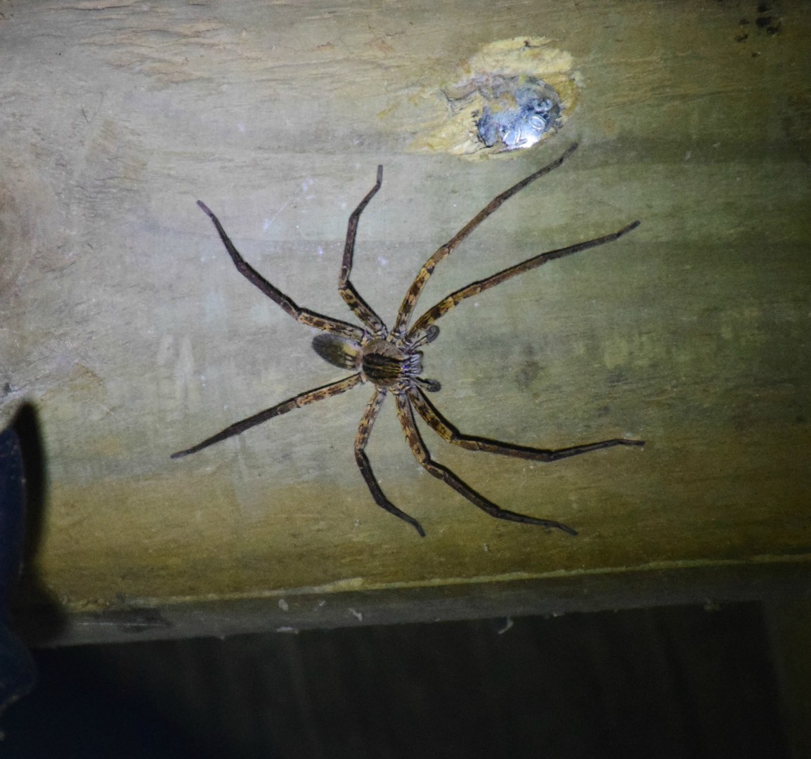Spider, Esquinas Rainforest Lodge