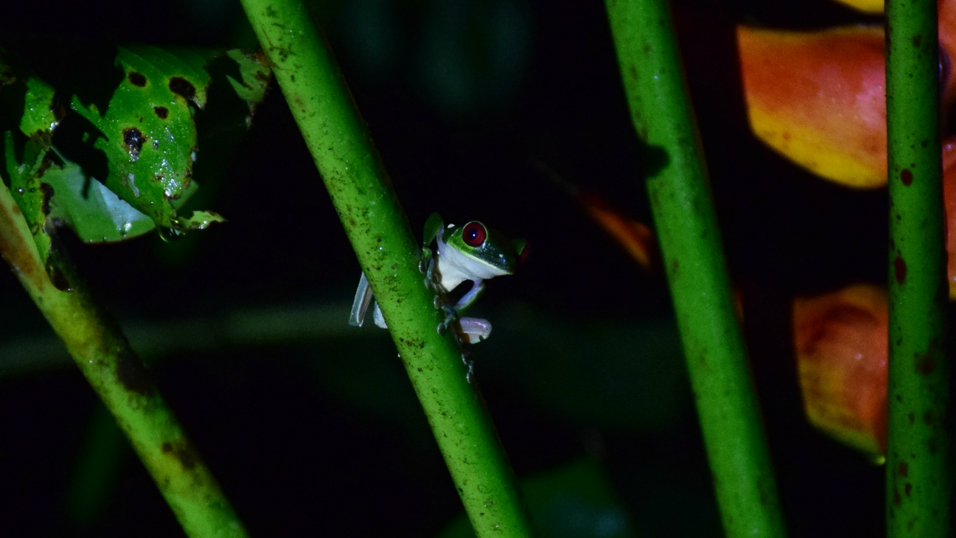 Red-Eyed Tree Frog, Esquinas Rainforest Lodge