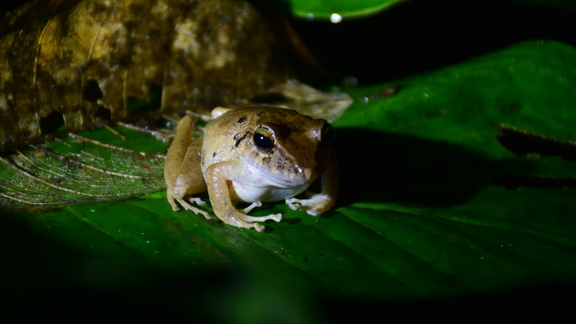 Common Rain Frog, Esquinas Rainforest Lodge