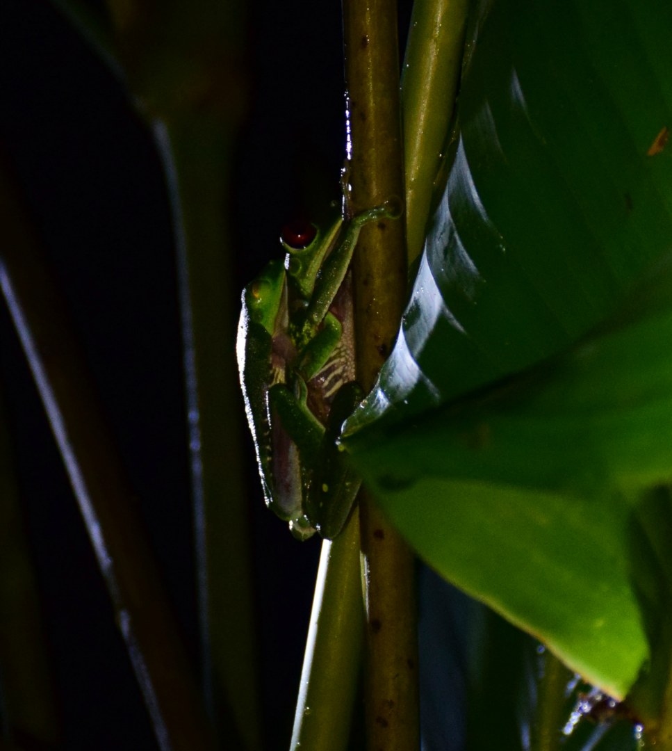 Red-Eyed Tree Frogs, Esquinas Rainforest Lodge