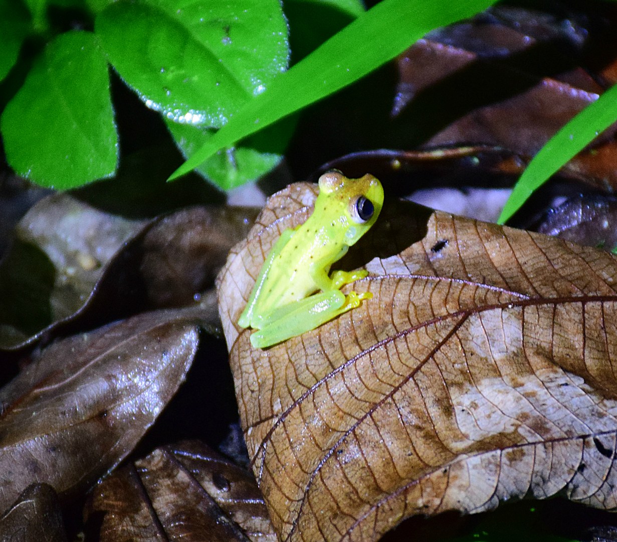 Juvenile Rosenberg's Tree Frog, Esquinas Rainforest Lodge