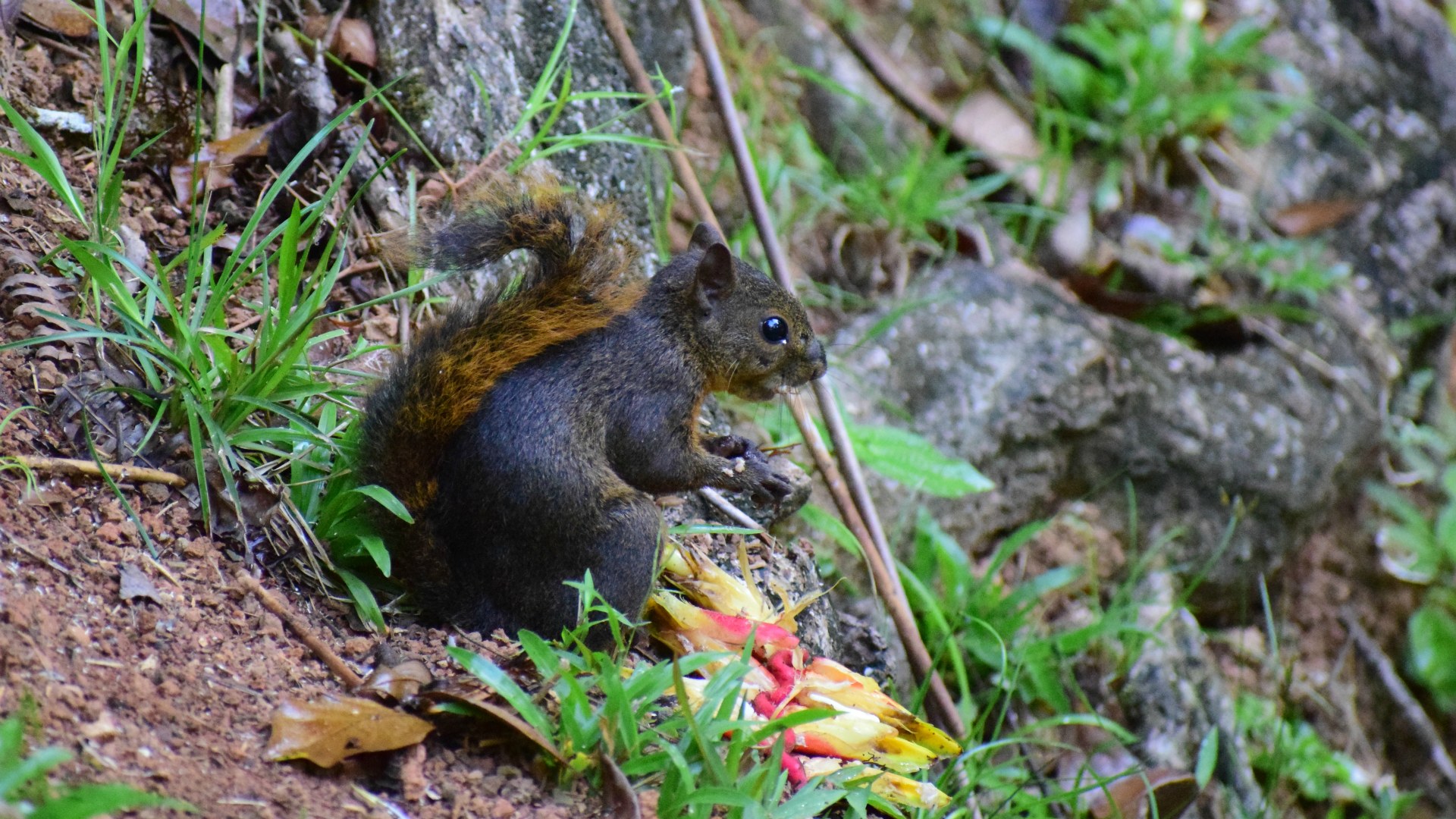 Squirrel, Esquinas Rainforest Lodge
