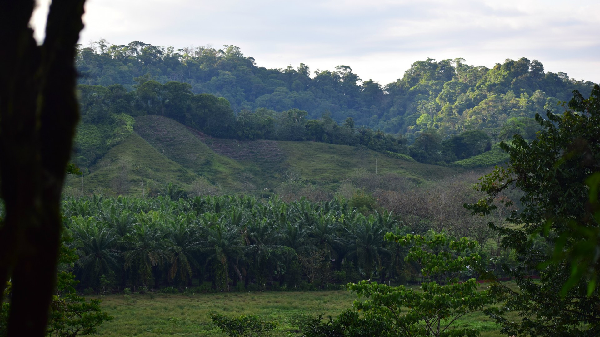 Rainforest and Palm Plantation, Gamba