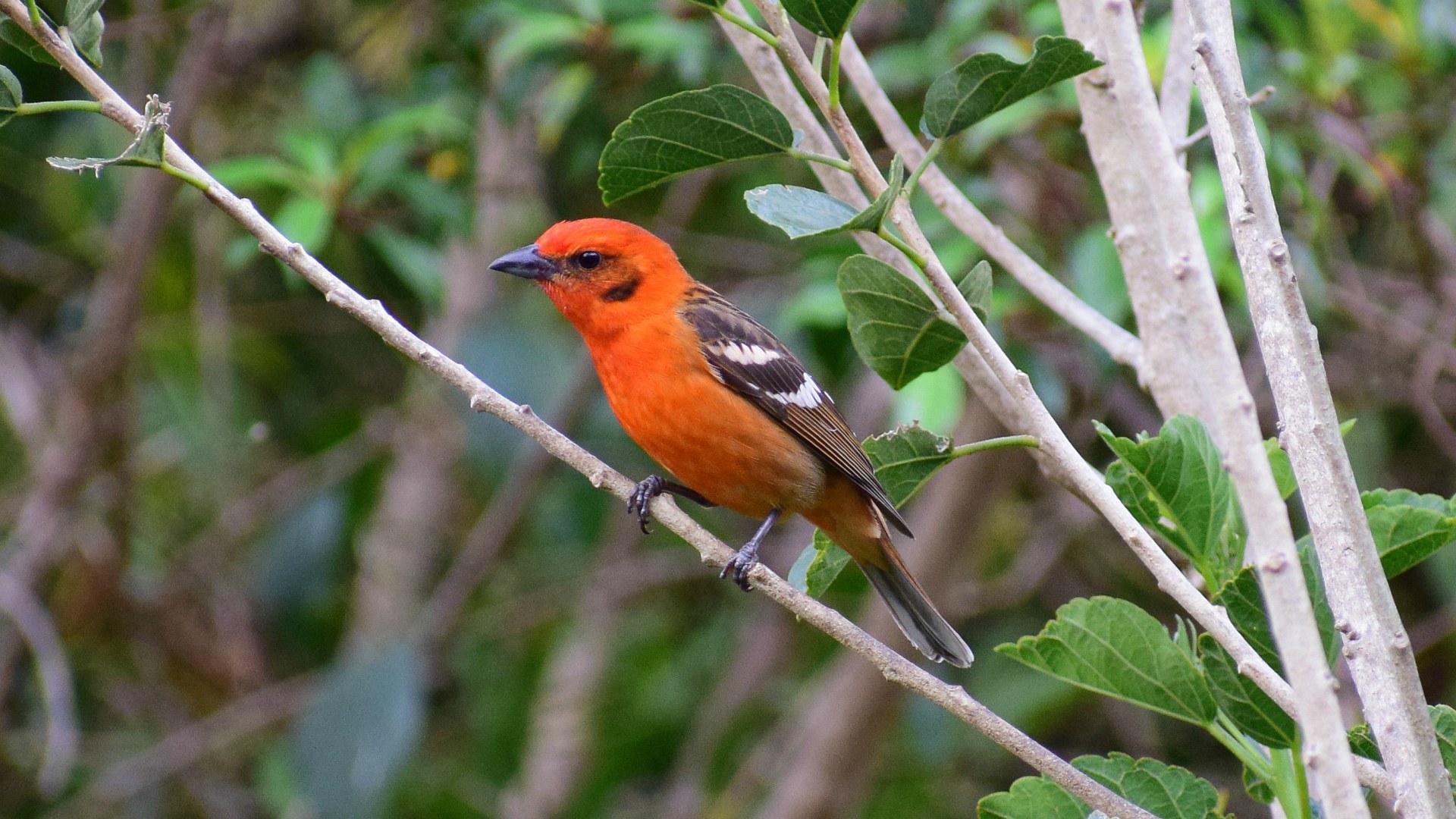 Flame Breasted Tanager, Savegre Hotel