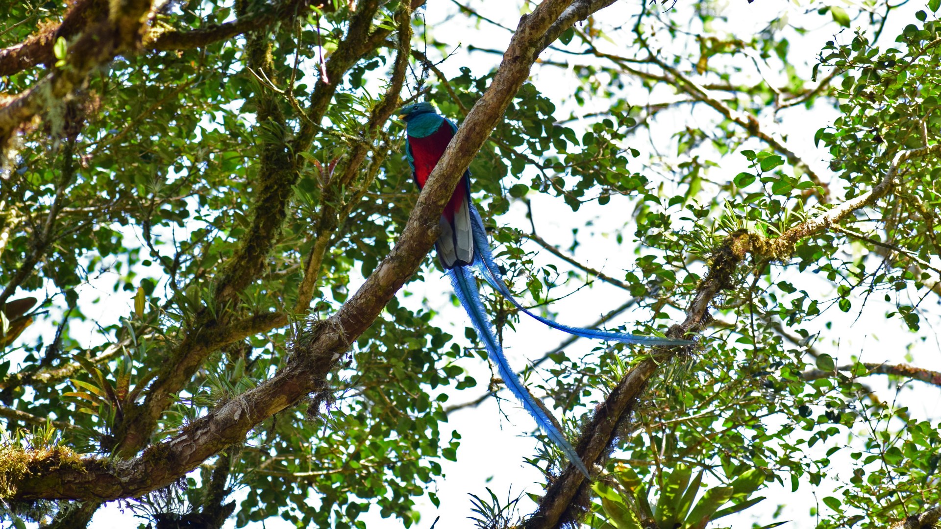 Resplendent Quetzal, Savegre Nature Reserve
