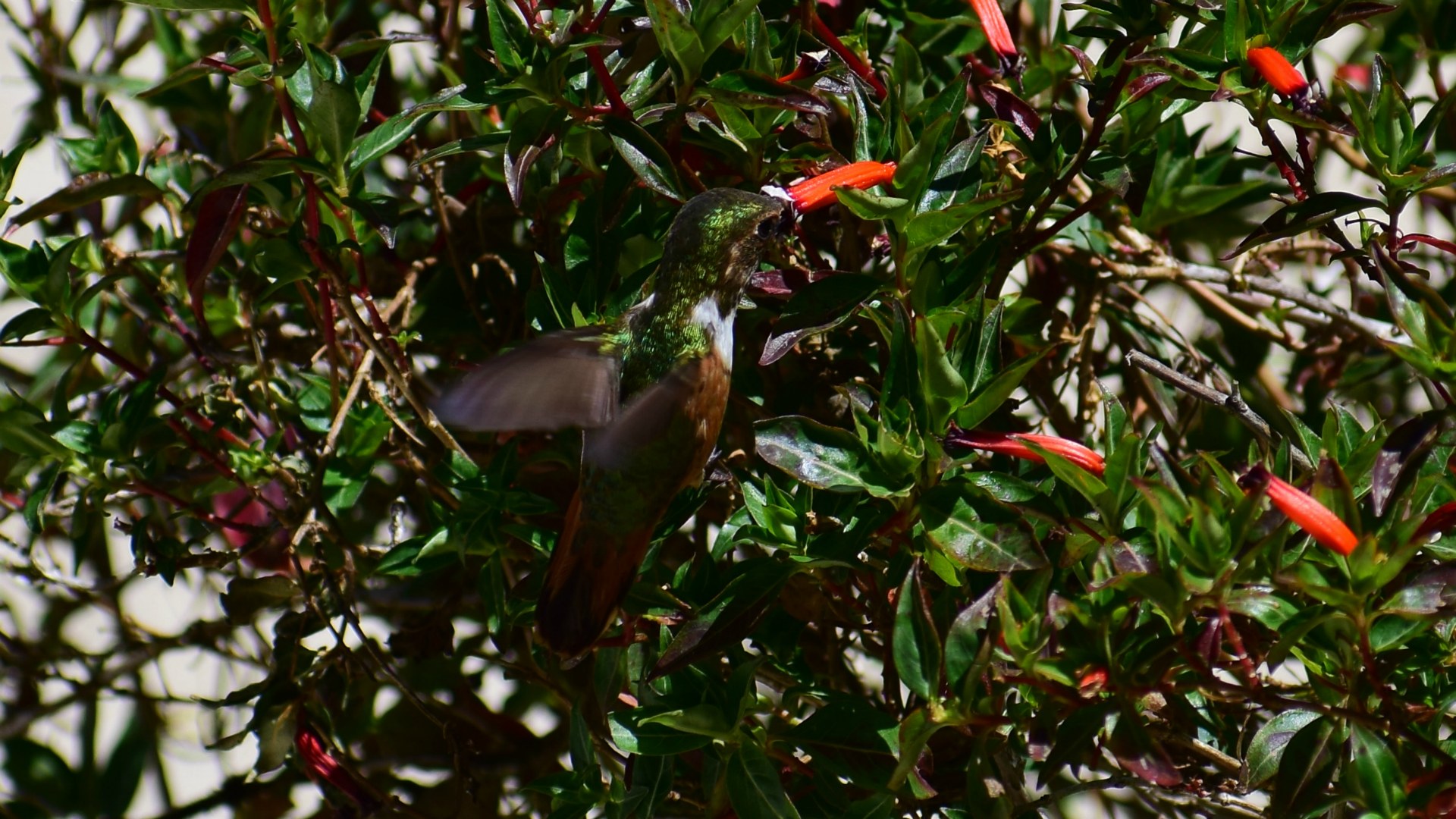 Hummingbird, Savegre Hotel