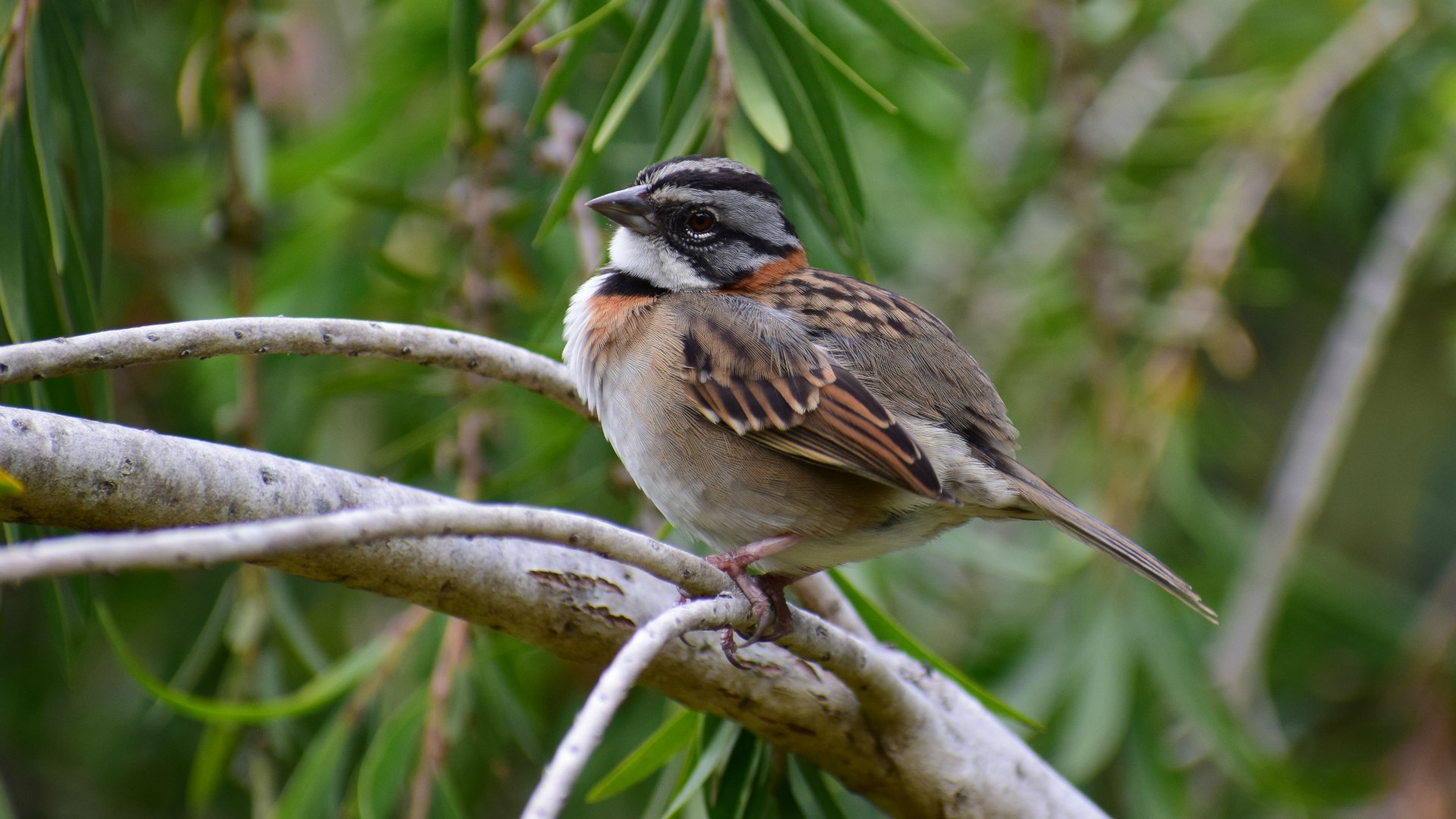 Rufous-Collared Sparrow, Savegre Hotel