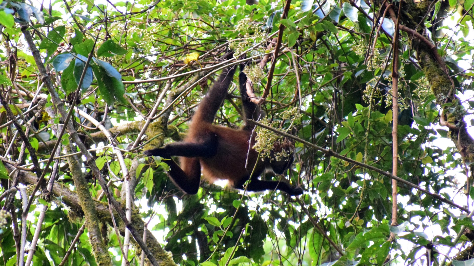 Spider Monkey, Savegre Nature Reserve