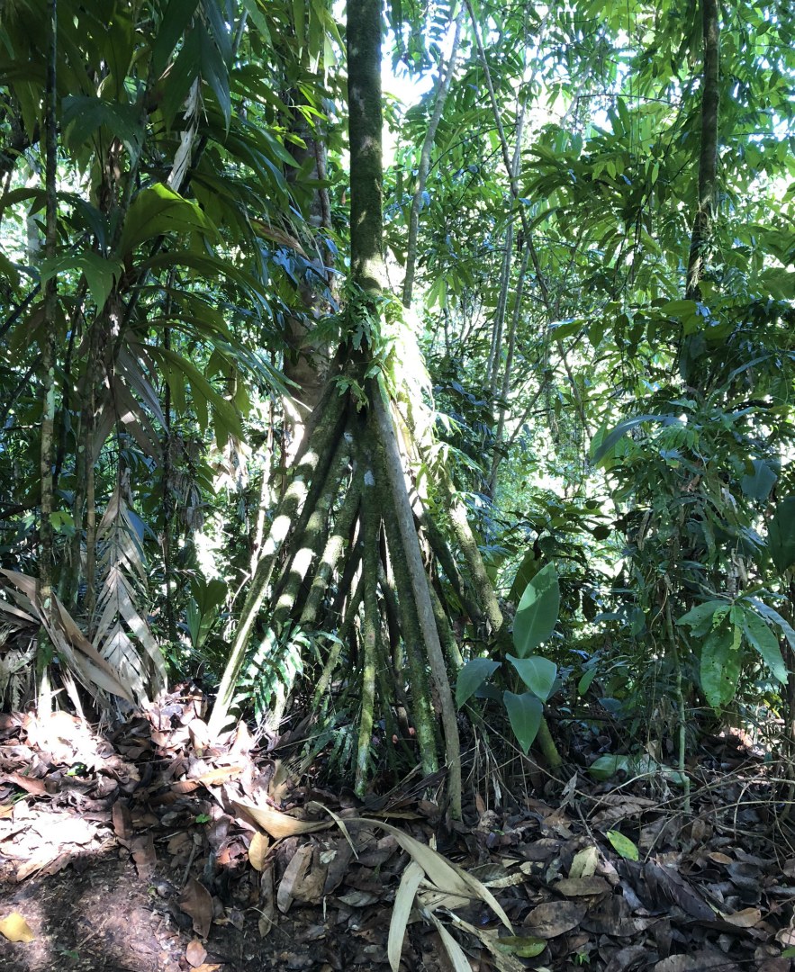 Walking Palm, Esquinas Rainforest Lodge