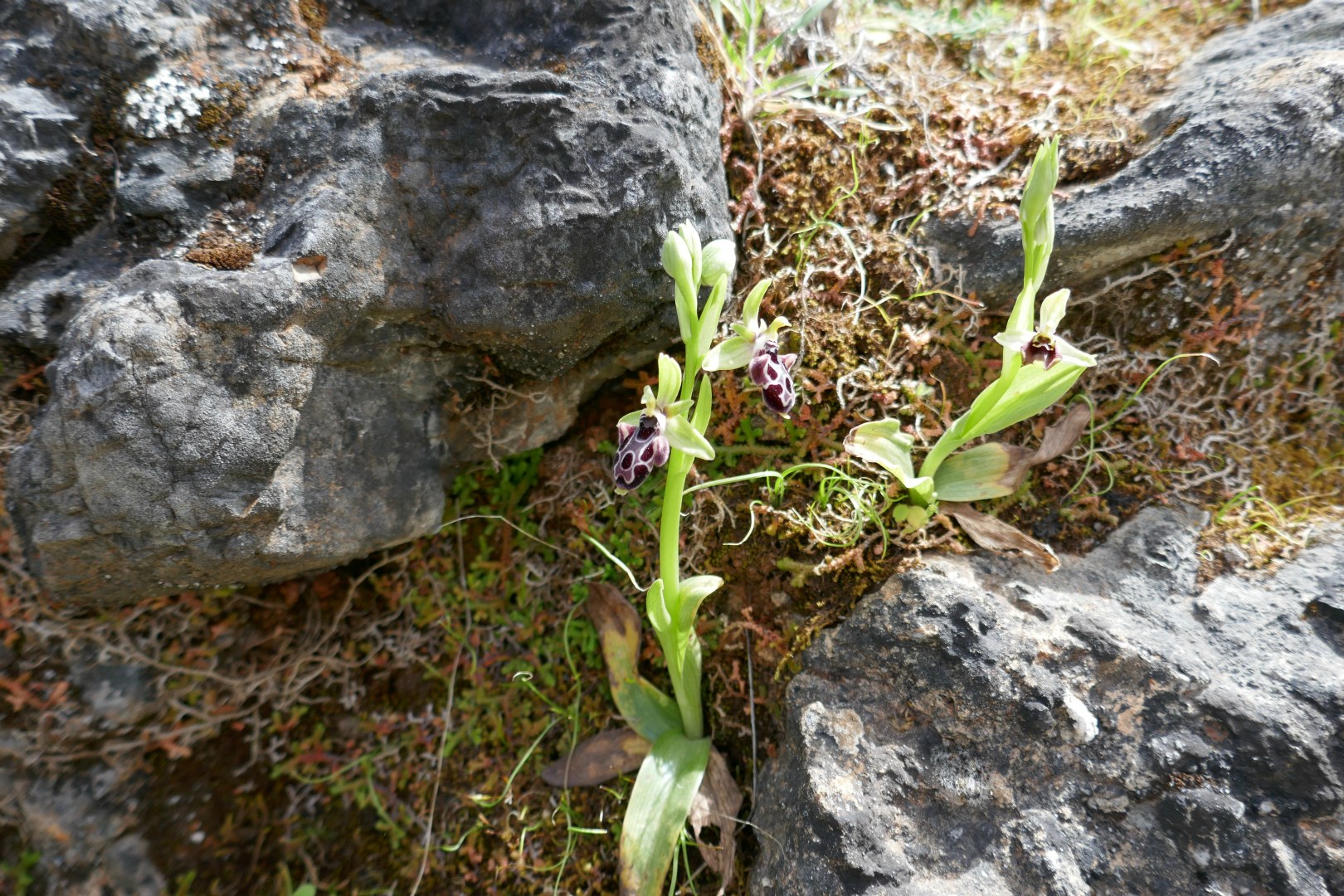 Orchid (Ophrys Flavomarginata)