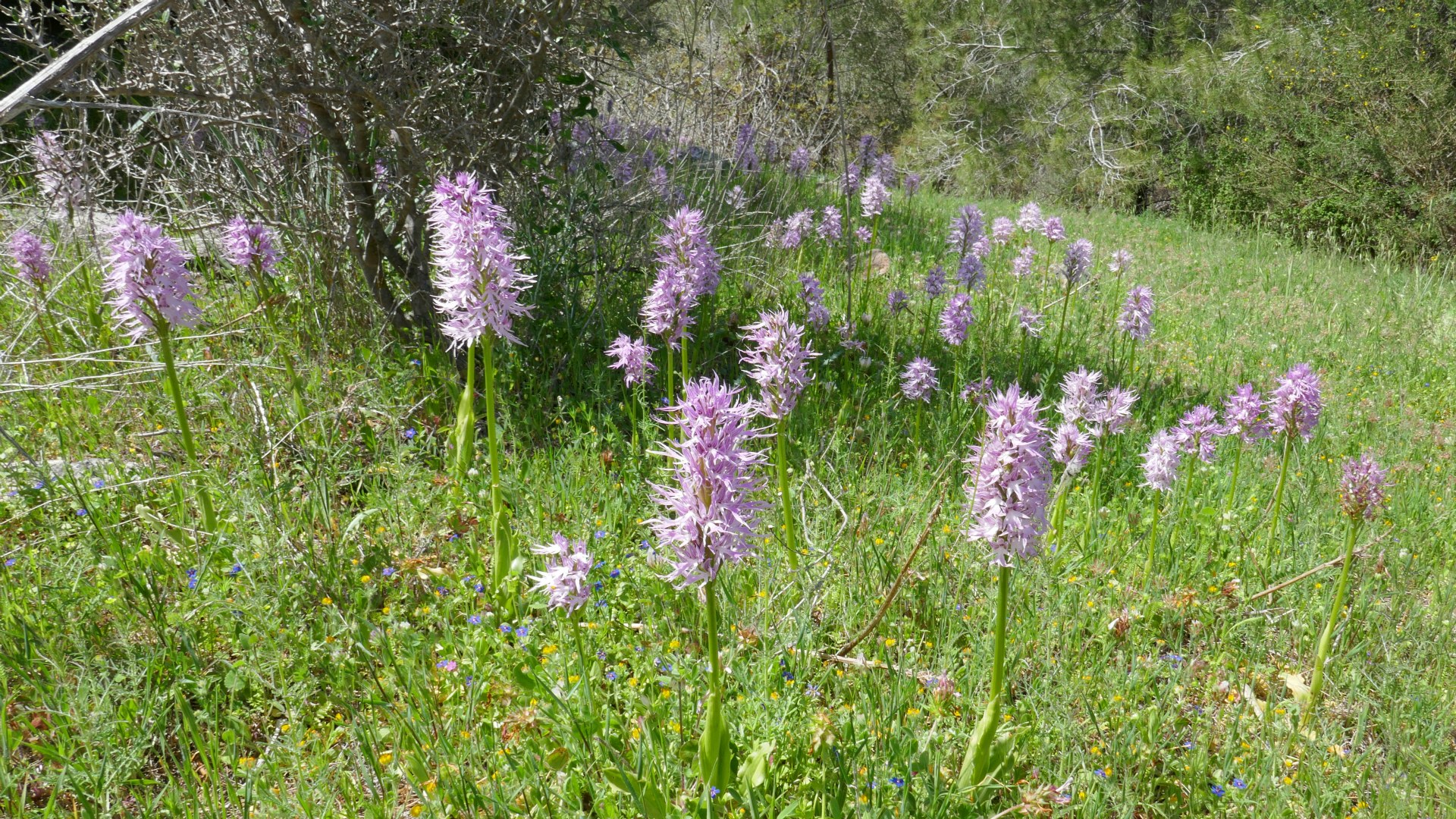 Naked Man Orchids (Orchis Italica)