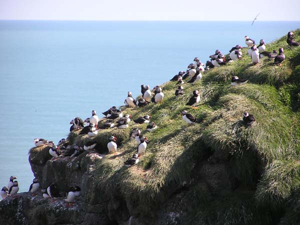Puffins 1